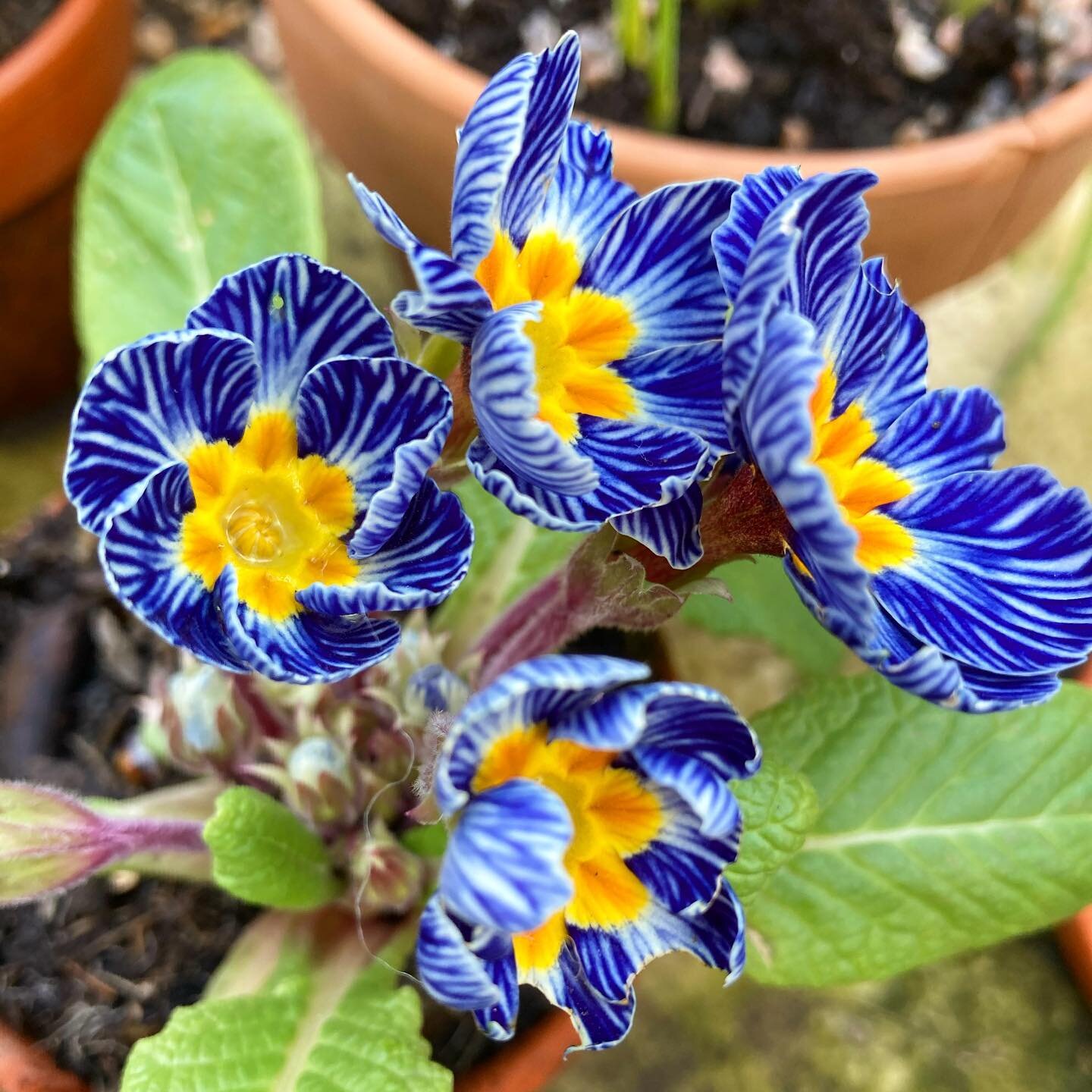 Did I mention that I love primulas?  Anyone else?  This is Zebra Blue and has the most amazing blue and white markings like delft pottery.  Somehow pretty weird and refined at the same time 🤷🏻&zwj;♀️. Either way they&rsquo;re making me very happy r