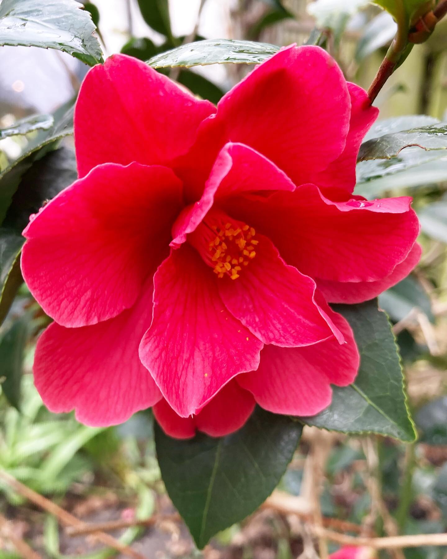 Camellias - love them or loathe them? I inherited this deep pink double and although it&rsquo;s not what I would have chosen, it&rsquo;s exotic flowers do cheer me up on a day like today... So I&rsquo;ve come round to them and in a next garden I&rsqu