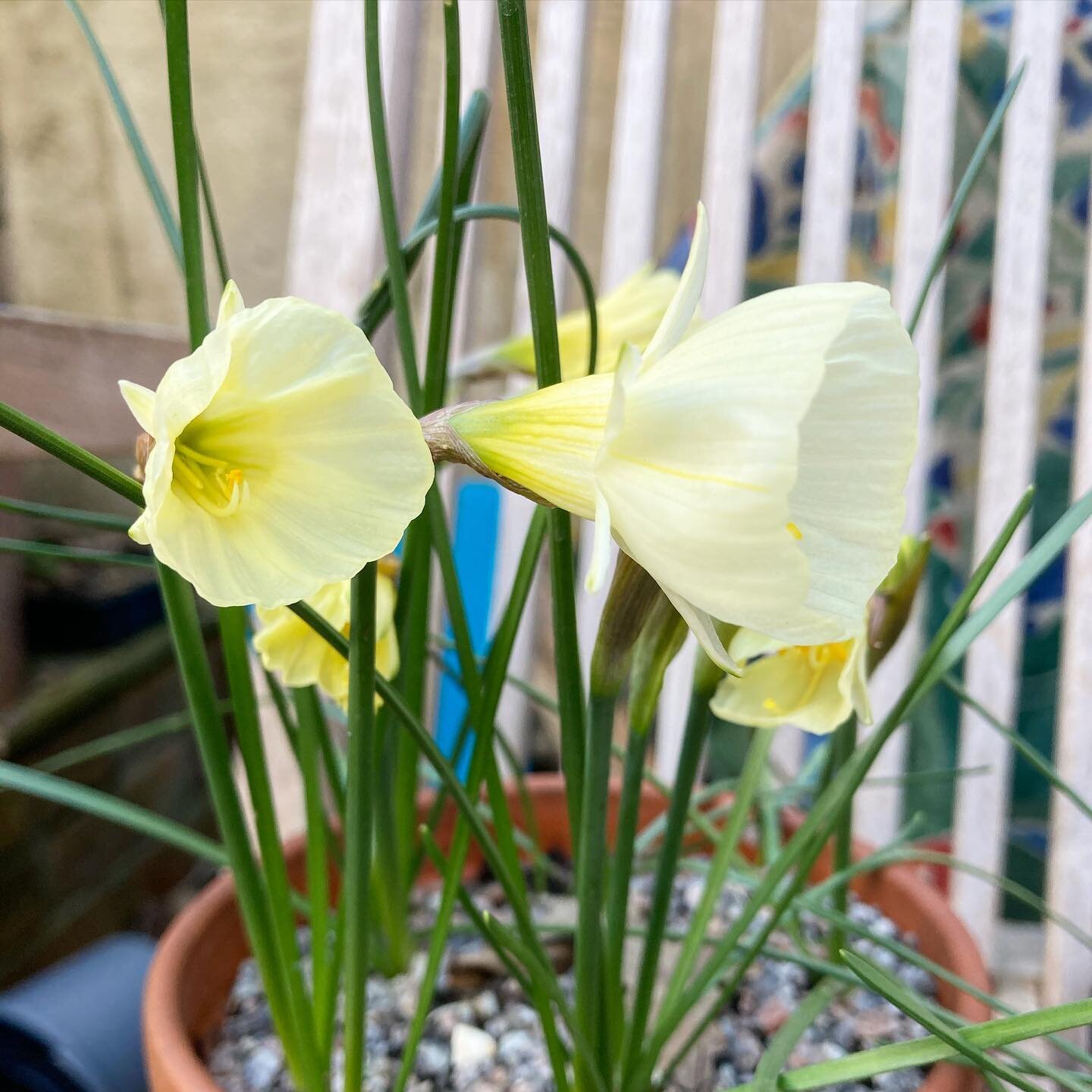 And they&rsquo;re out! My Narcissi bulbocodium &lsquo;PeticoatsWhite&rsquo; are finally in bloom.  I&rsquo;m such a huge fan of miniature narcissi and did a whole video raving about them in the autumn. I try and grow a new variety each year and am al
