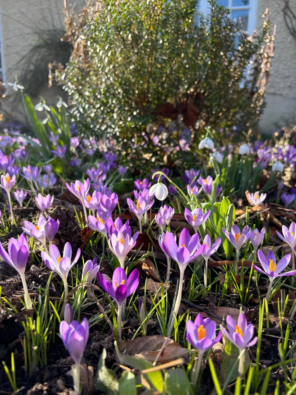 Bulb Planting