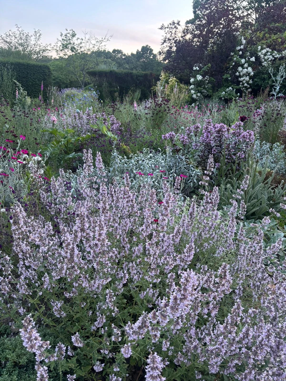 Drought Tolerant Planting