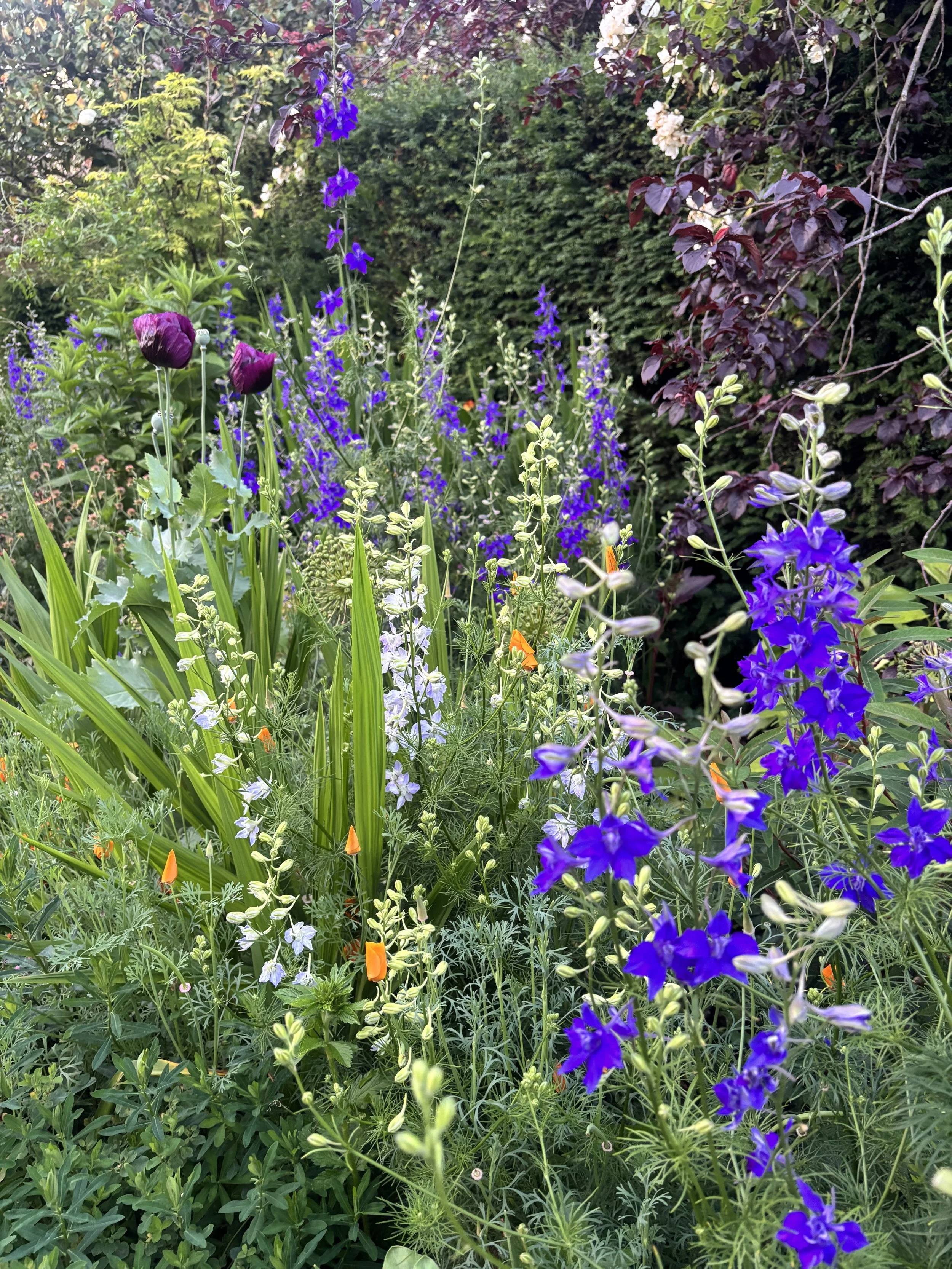 29th Sept - Growing Next Year's Garden