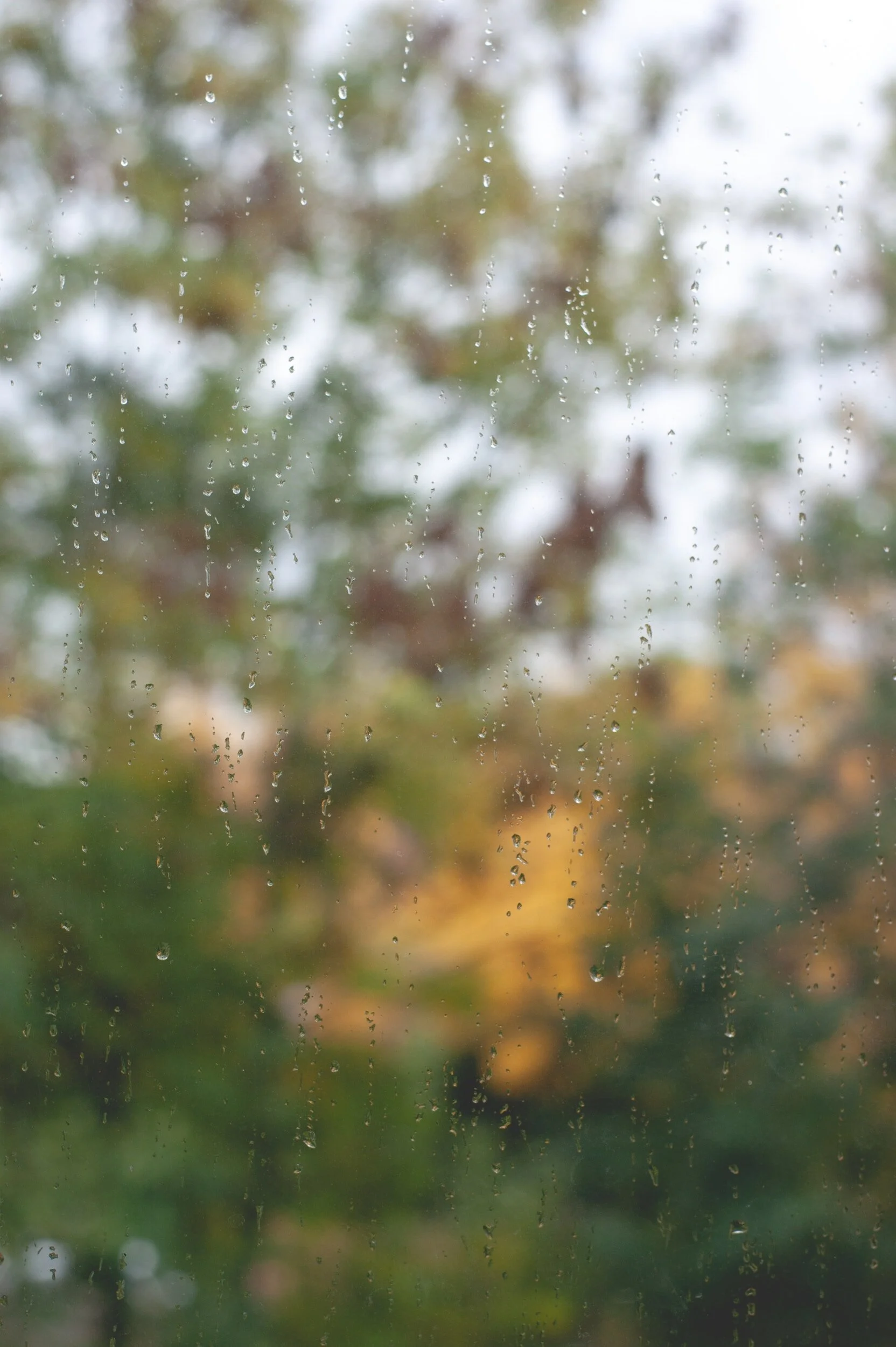 Nurturing November: Insights from a Compassionate Bereavement Therapist