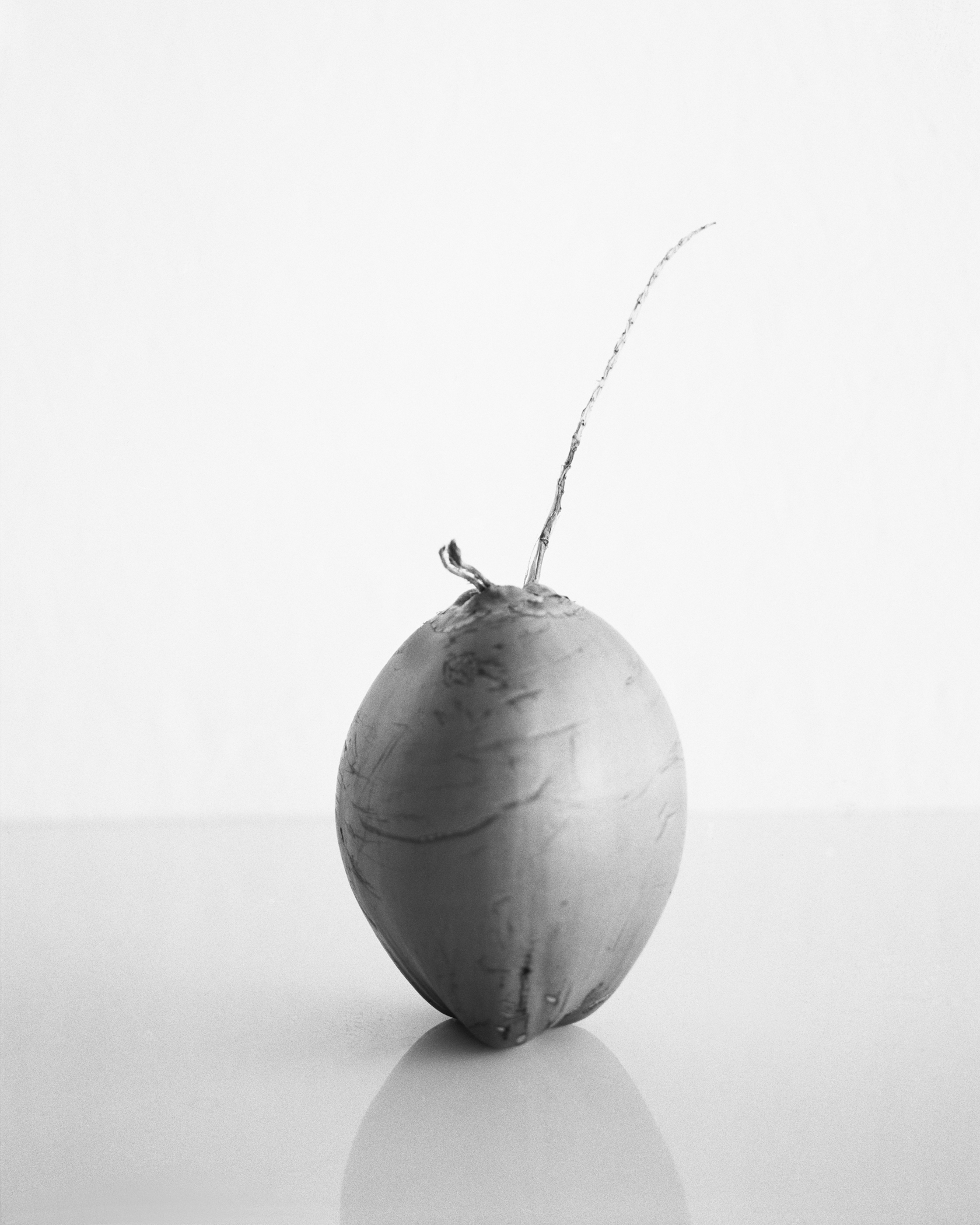  Objects of interest: coconut with root, March, 2014, Itaparica, Brazil. 2014/2018  