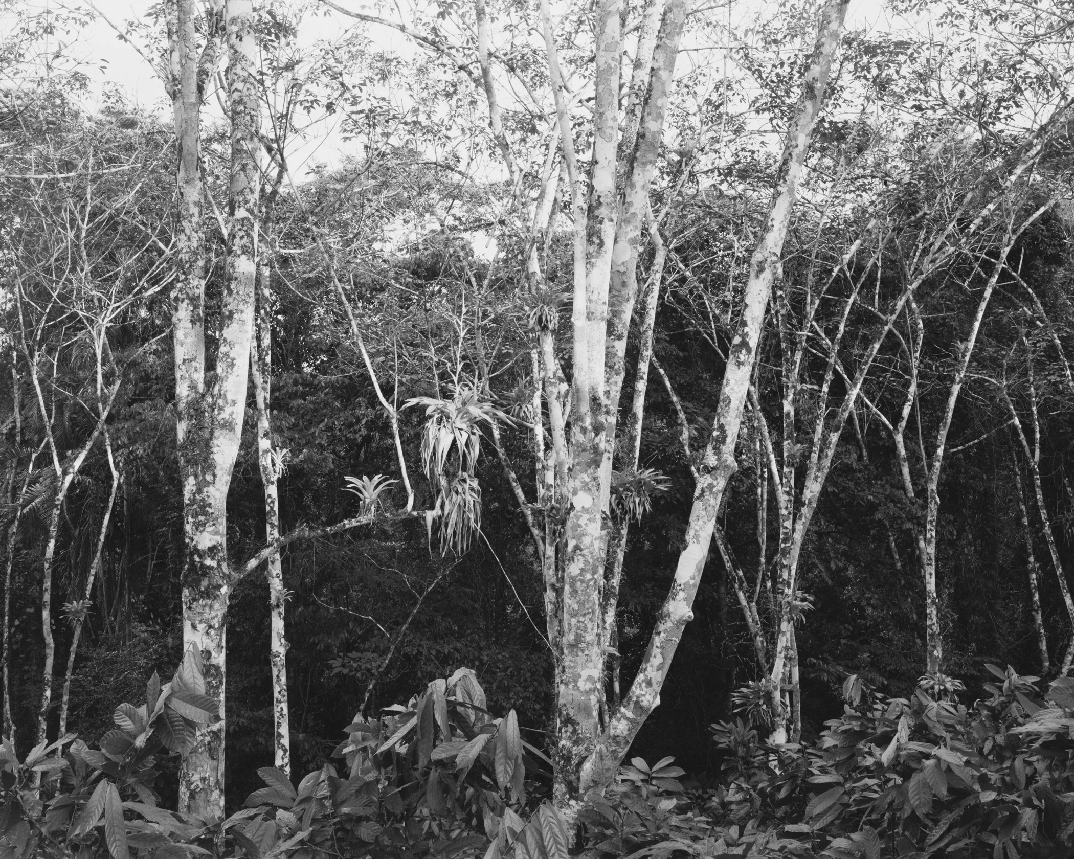 Atlantic Forest No. 1 (rubber trees with epiphytes), May, 2014, Bahia, Brazil. 2014/2018