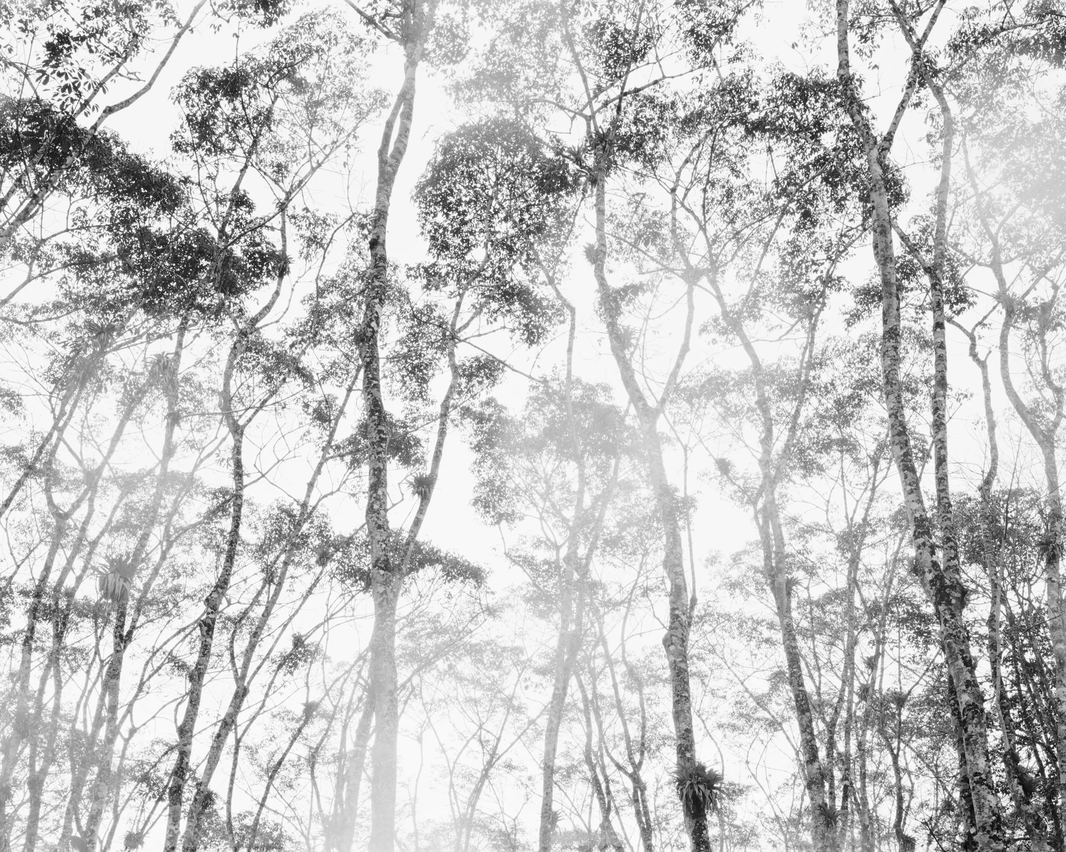 Hevea brasiliensis, rubber tree canopy, April, 2014, Michelin Rubber Plantation, Bahia, Brazil. 2014/2018