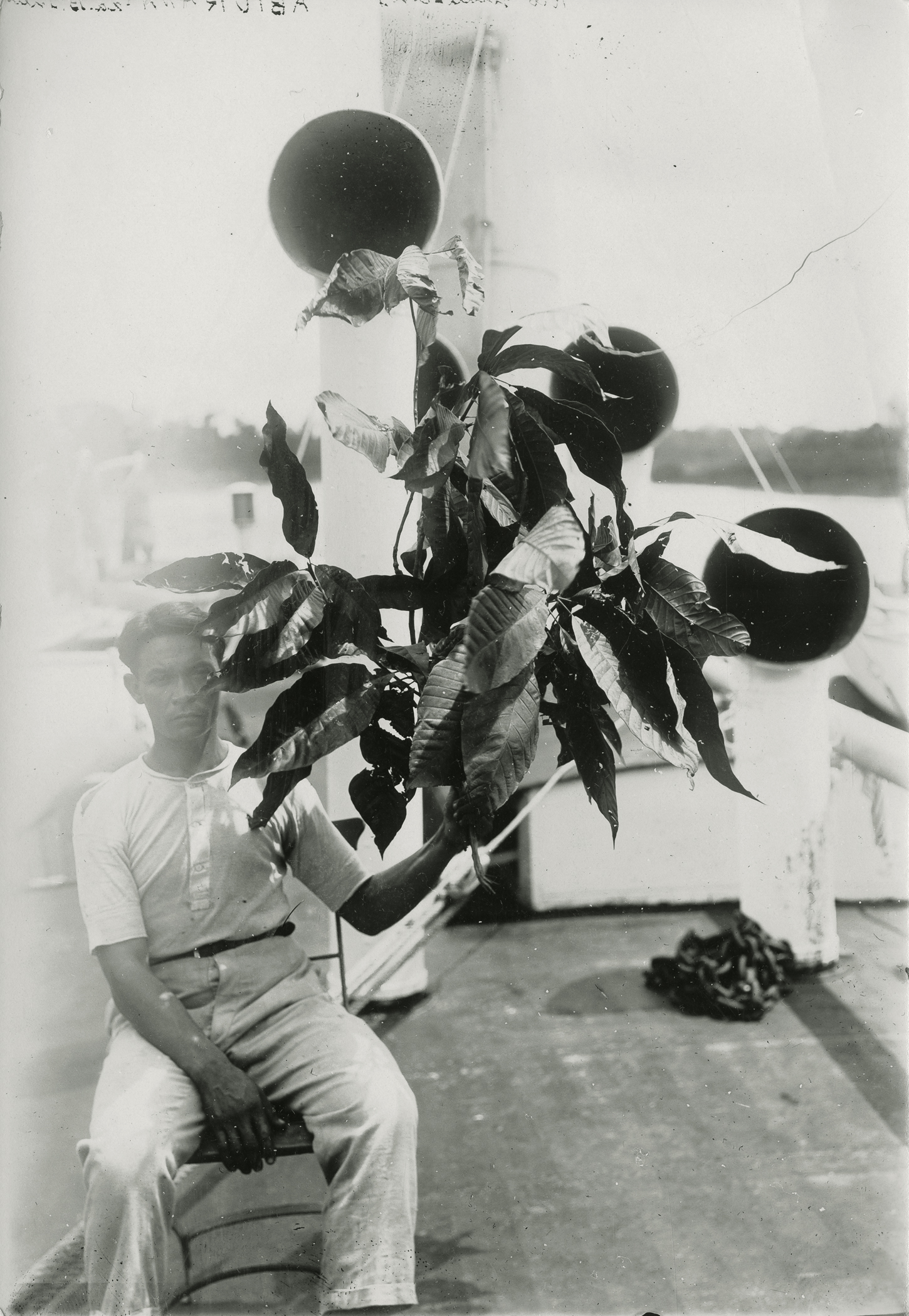  (research image) Untitled, Amazon, Brazil, 1924. Typed on verso: “Aburana leaves from near Rio Inauhiny on Purus River.” 4.5 x 6” Gelatin silver fiber print. Creator: Cortland B. Manifold. Courtland Manifold Papers, Archival Services, University Lib