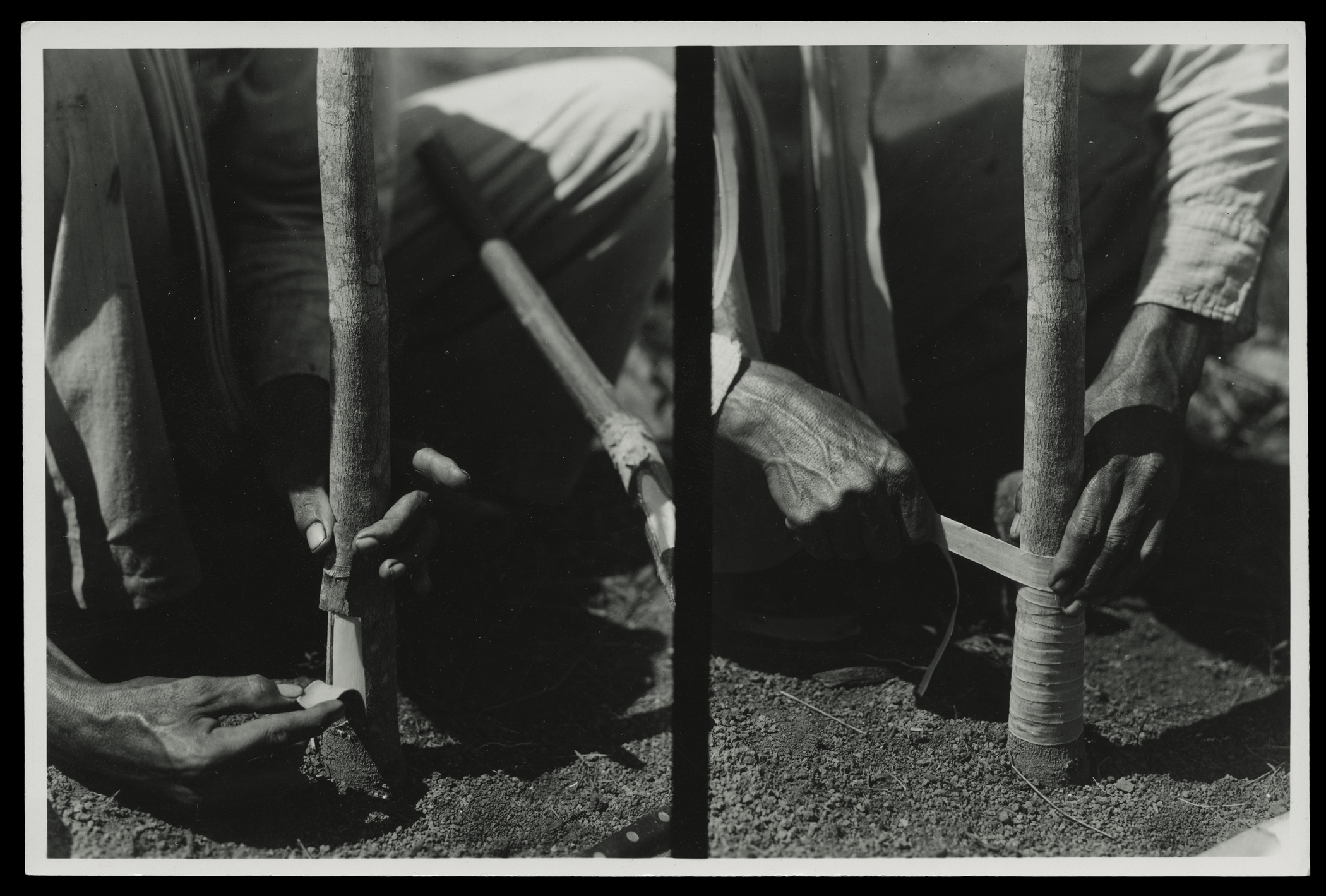  (research image) “Two Views of Budding Operations,” Fordlandia, Brazil (undated). Typed on verso: “Two views of budding operations.” 4.5 x 6” gelatin silver fiber print. Creator: Companhia Ford Industrial Do Brasil Ford Motor Company. From the Colle