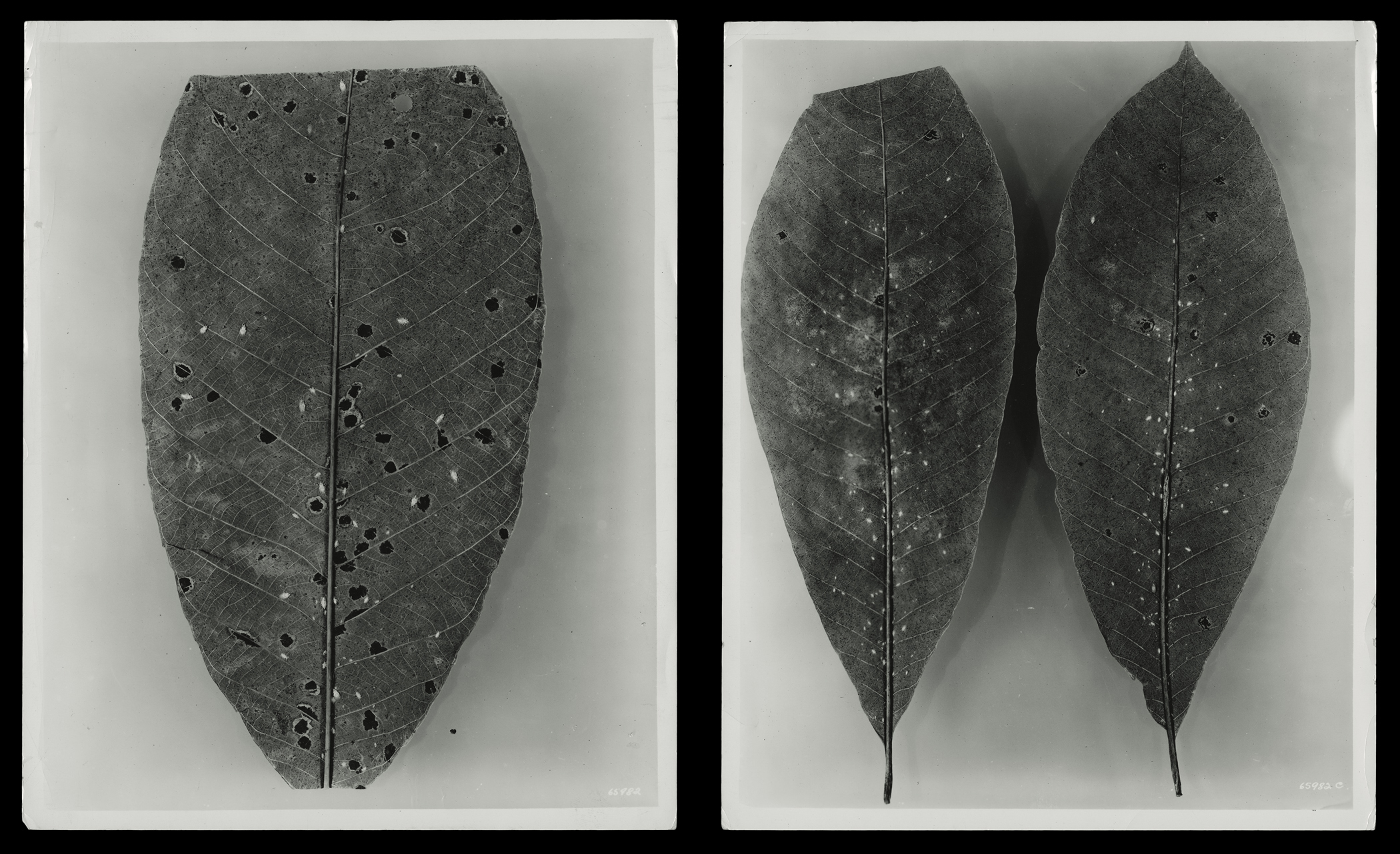  (research image) “Diseased Rubber Plant,” Fordlandia, Brazil, April 1936. (2) 8 x 10” gelatin silver fiber print. Creator: Companhia Ford Industrial Do Brasil Ford Motor Company. From the Collections of The Henry Ford    