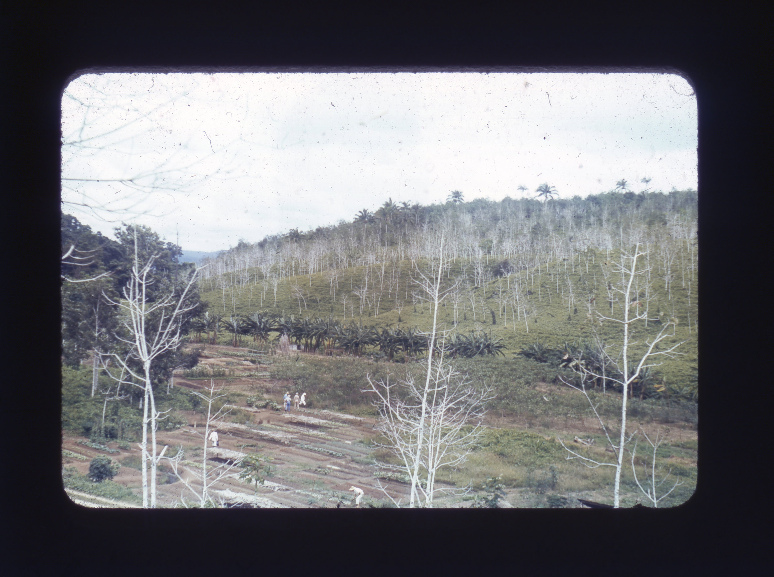  (research image) Untitled. Typed on verso: “Rubber – Ford 3. Fordlandia – view across vegetable garden” 35mm Kodachrome Slide. Creator: Cortland B. Manifold. Courtland Manifold Papers, Archival Services, University Libraries, The University of Akron