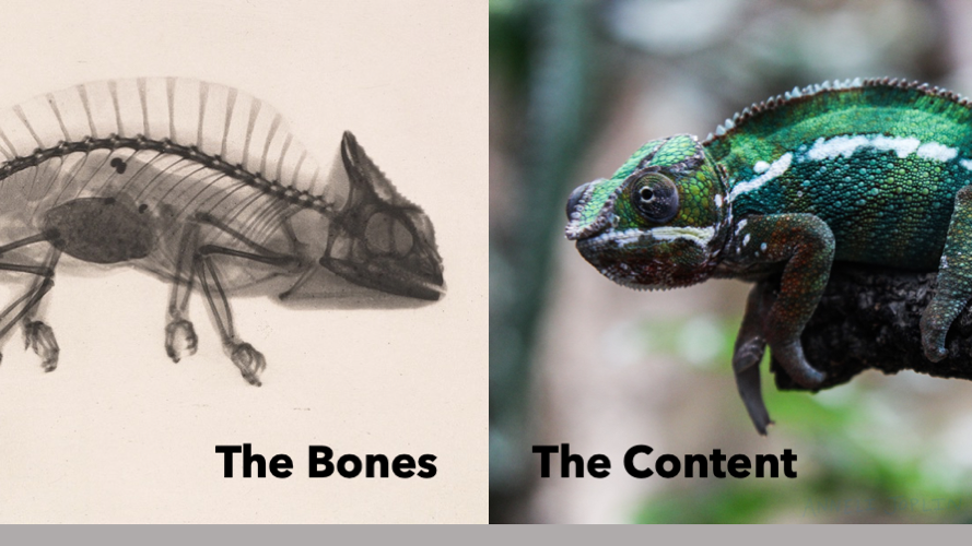 Chameleon Presentation Design Slide