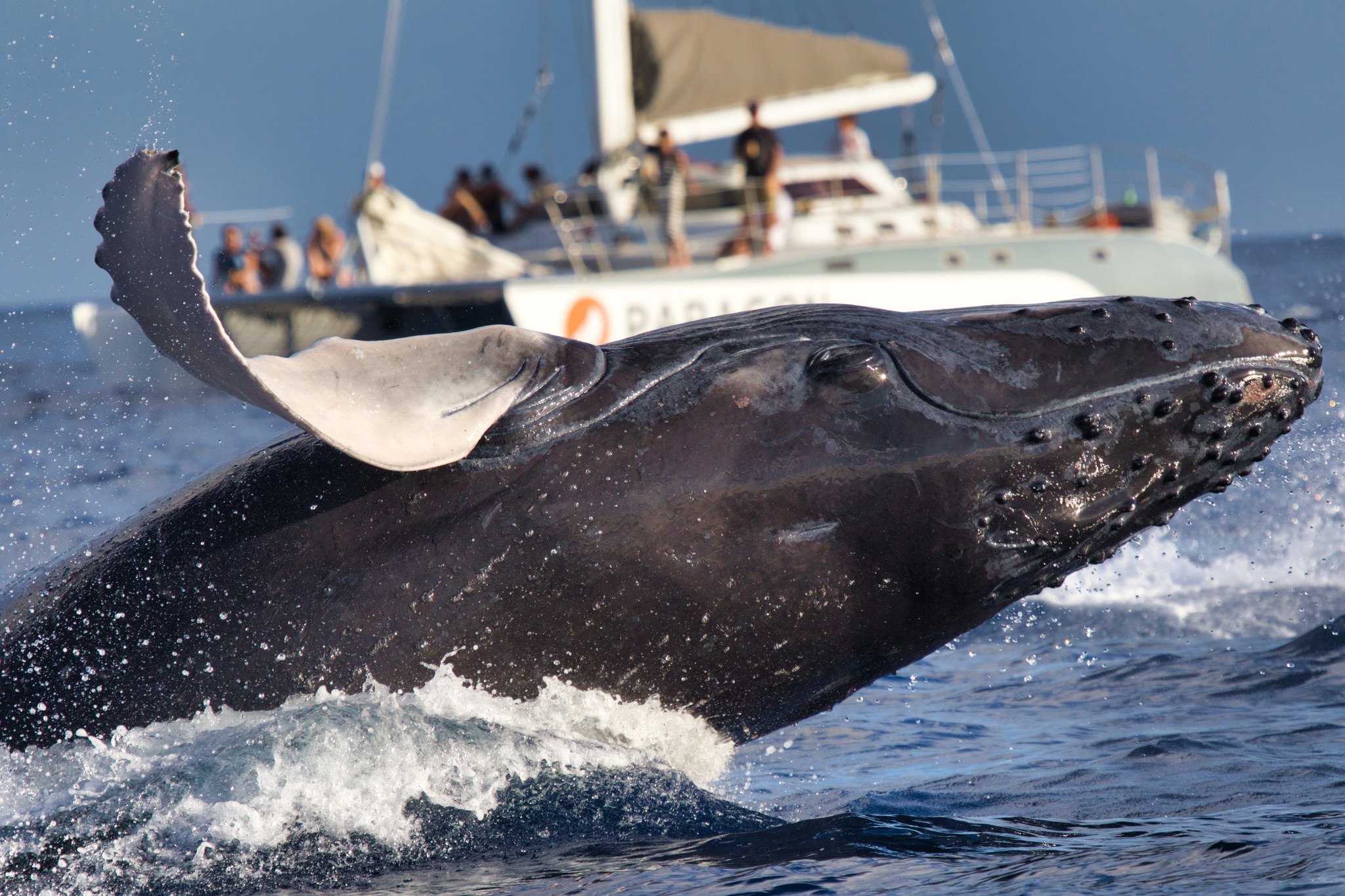 🐋 Whale Watching Season is Here!
The gentle giants of the Pacific have arrived! Witness the awe-inspiring sight of humpback whales breaching just off the coast of Maui. 🌊 Whether you're an adventurer at heart or just want to soak in the magic of na