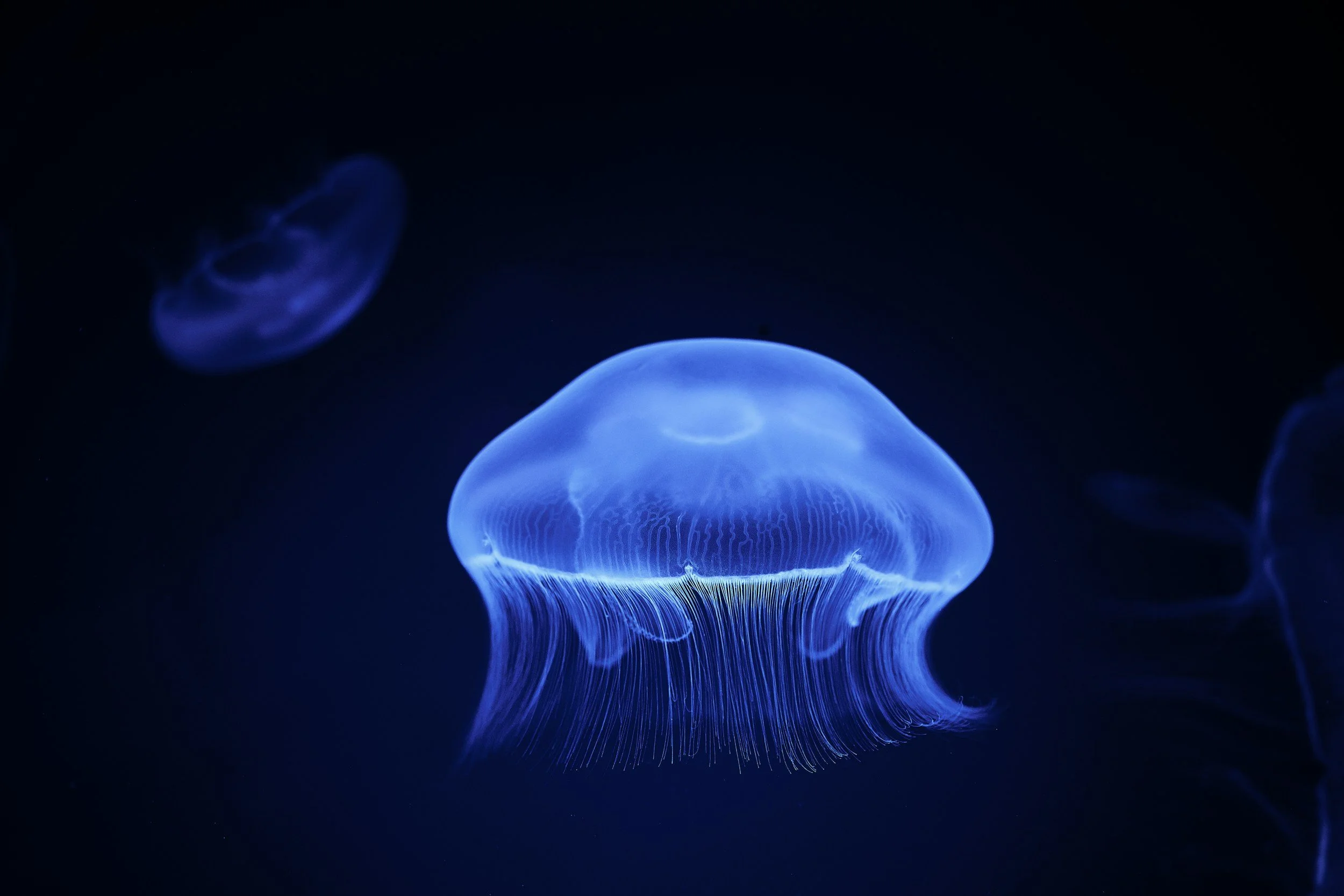 A glowing, bioluminescent jellyfish in dark water.