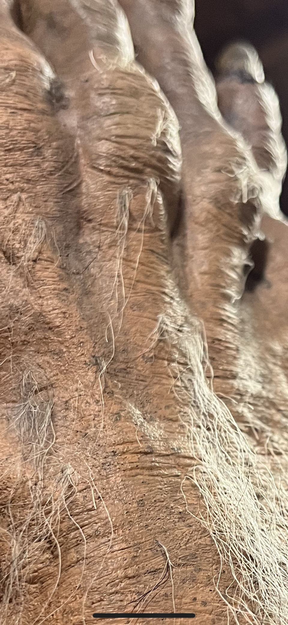 The Words of Ceyatano- close up Monster Glove