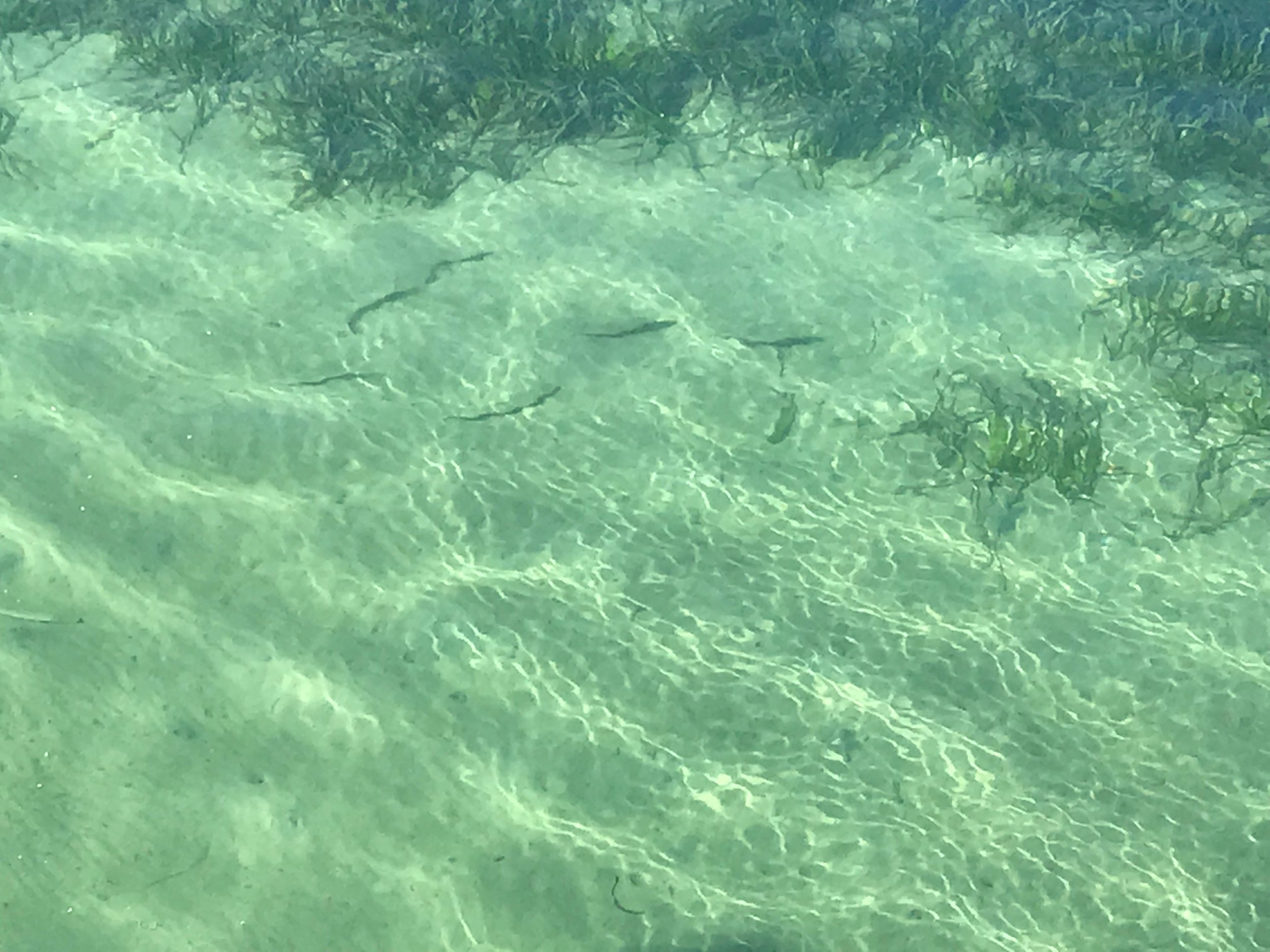 Fish in shallow water.jpg