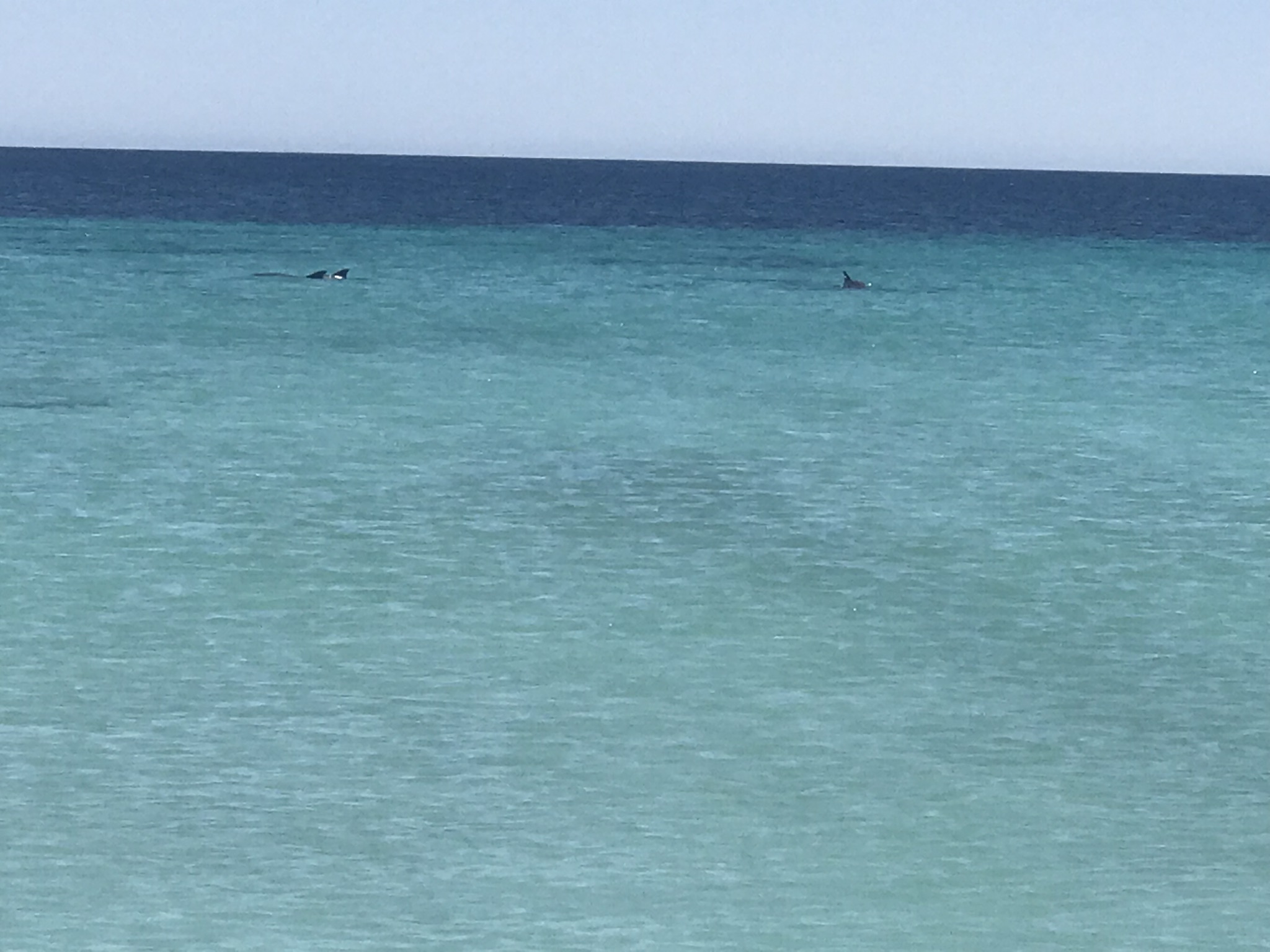 Dolphins far away.jpeg