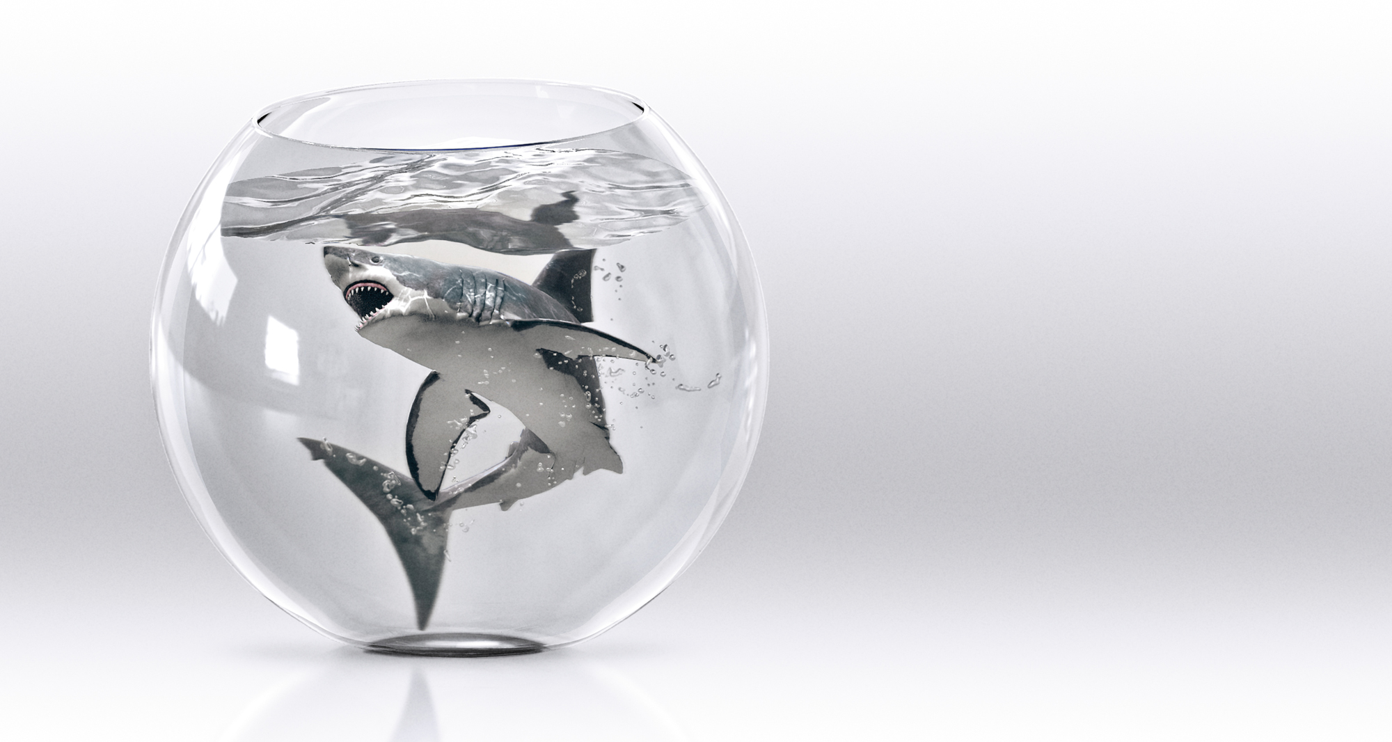 adcetris_shark_003.jpg
