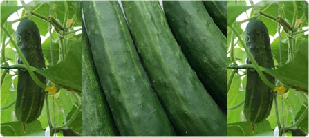 cucumberweb.jpg