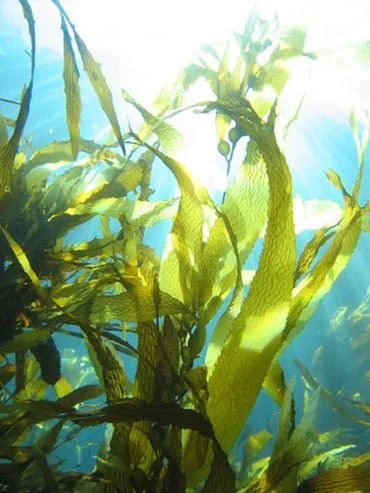 Ocean Kelp Plants.