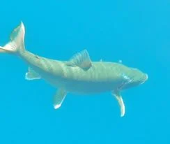 fish rod mack clear water.jpg