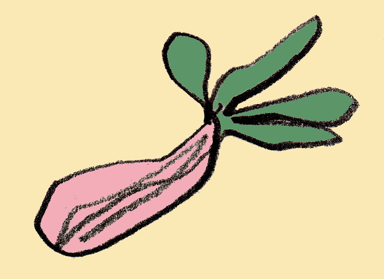 bok choy.jpg