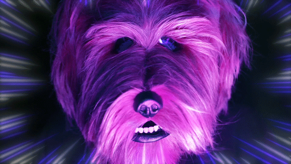 Dog_Head_gif3.gif