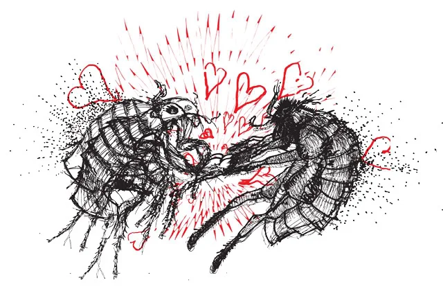 fleas2-FULL-01.jpg