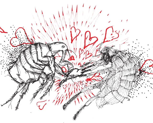 fleas-final-01.jpg