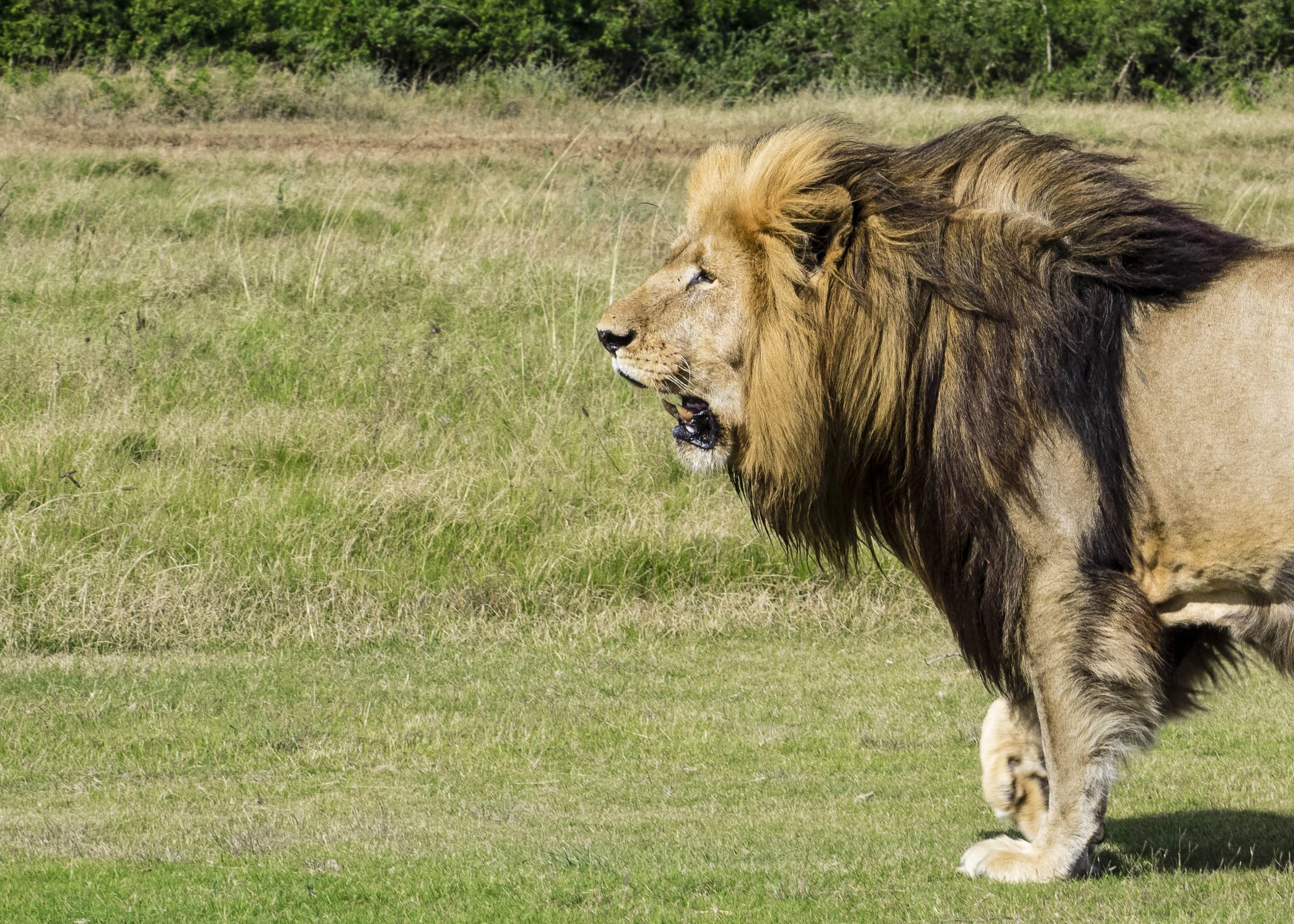 Male Lion