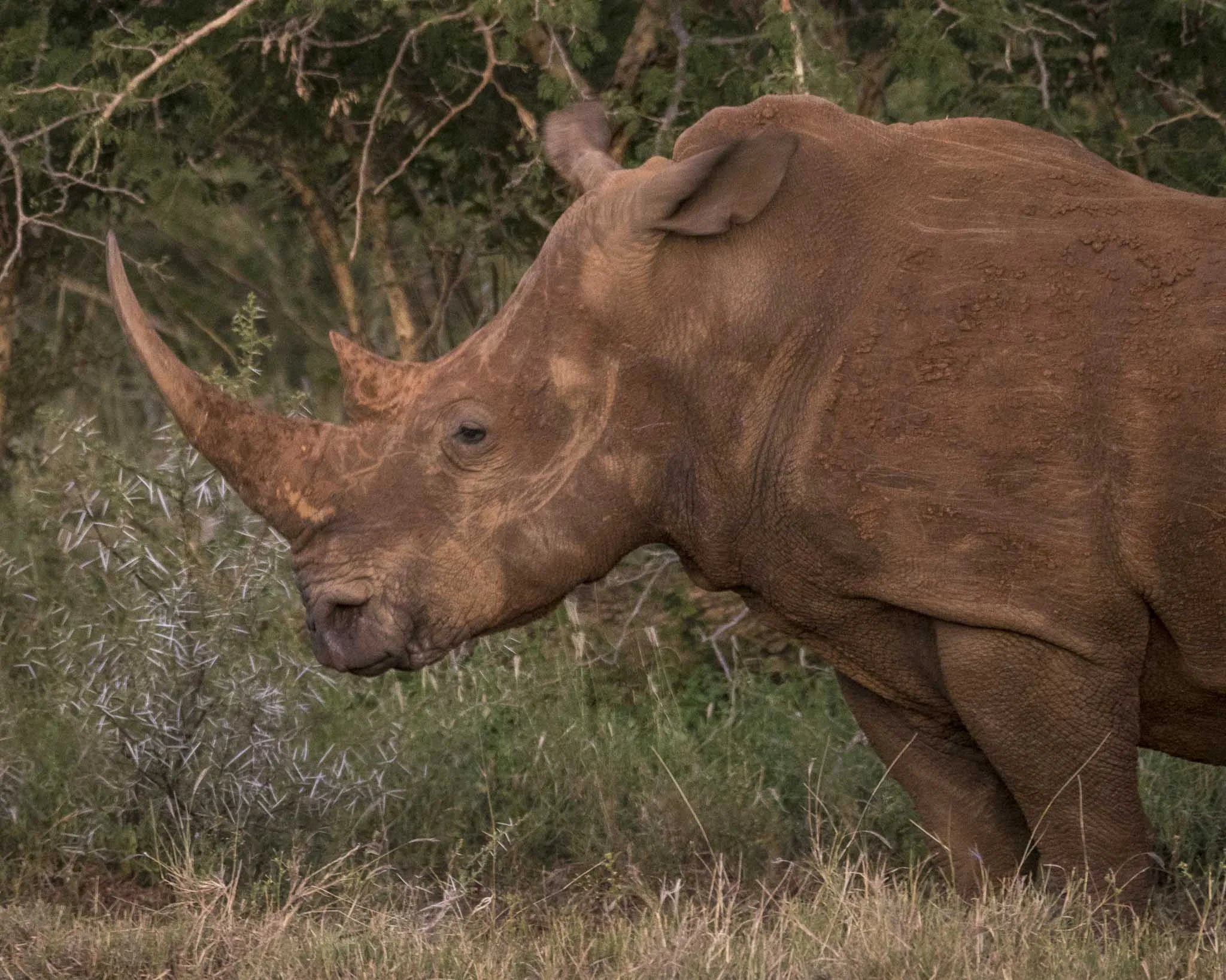 Madikwe Game Reserve, South Africa, 2019