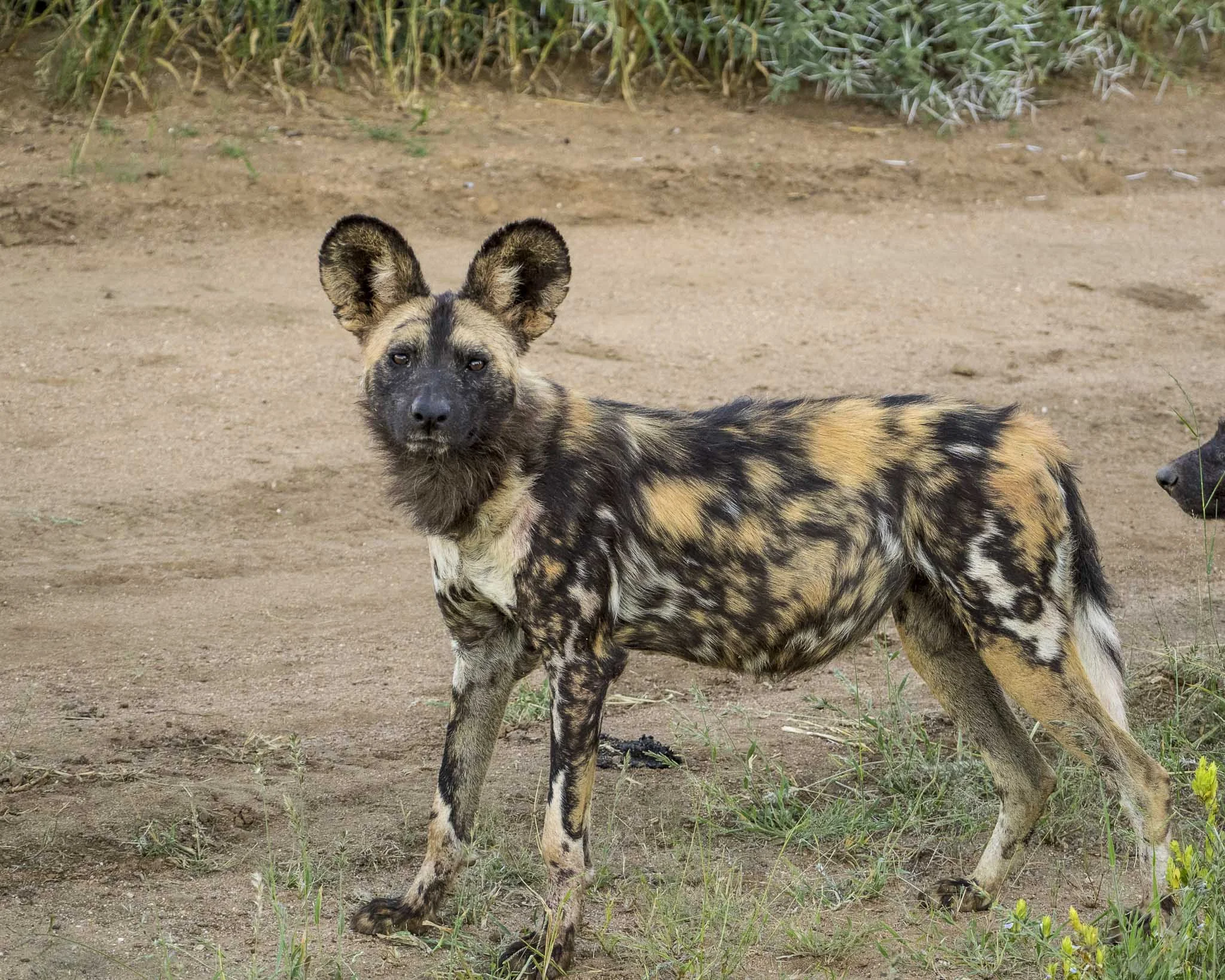 Wild Dog mighty.kraus-2.jpg