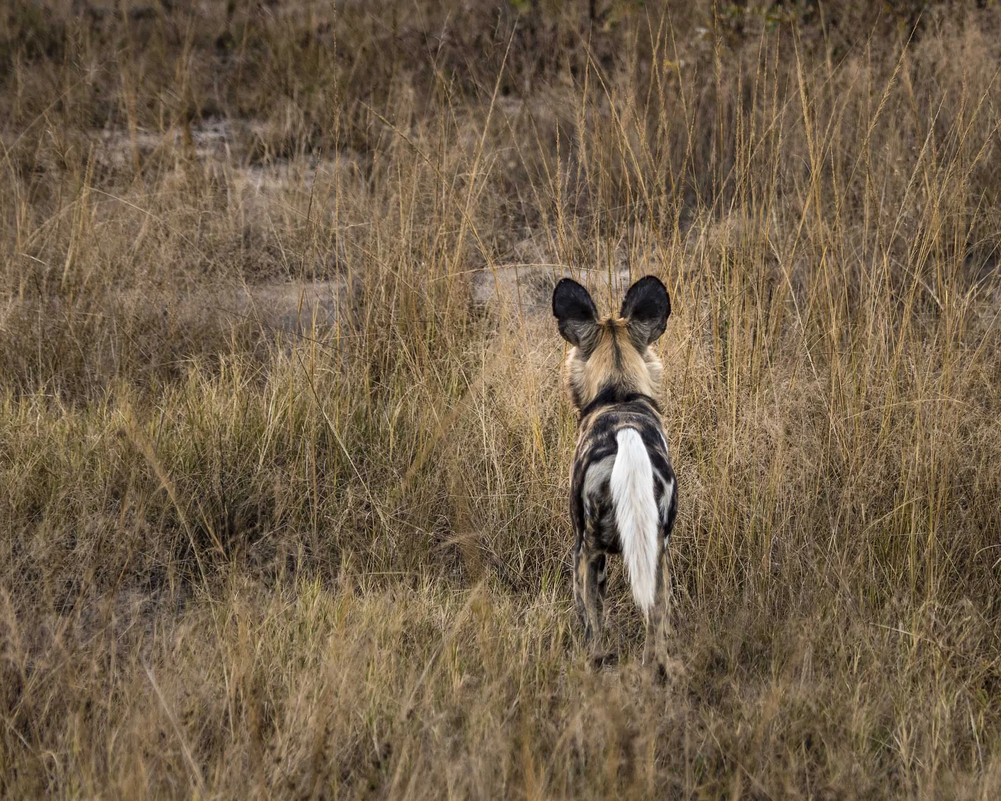 Wild Dog mighty.kraus-3.jpg