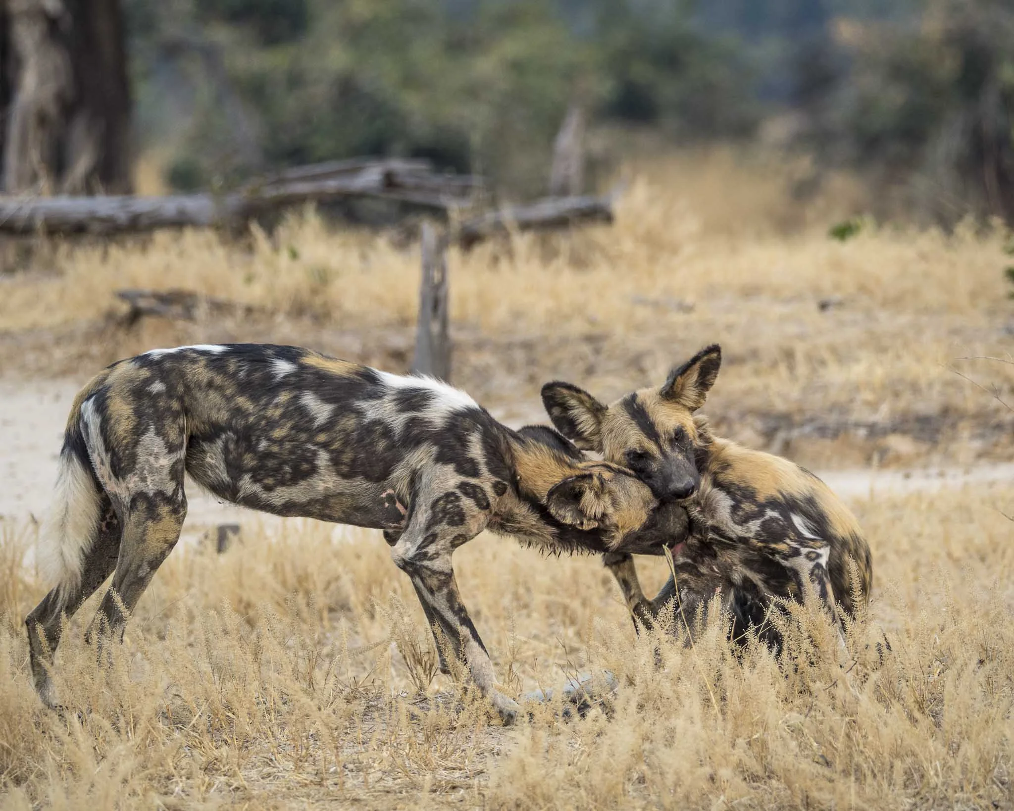 Wild Dog mighty.kraus-6.jpg