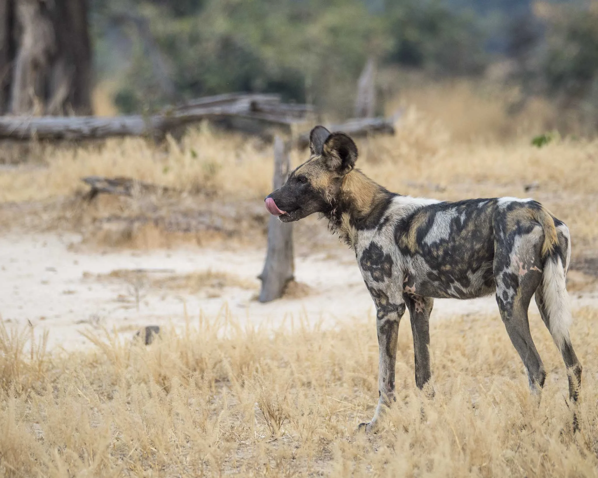 Wild Dog mighty.kraus-7.jpg
