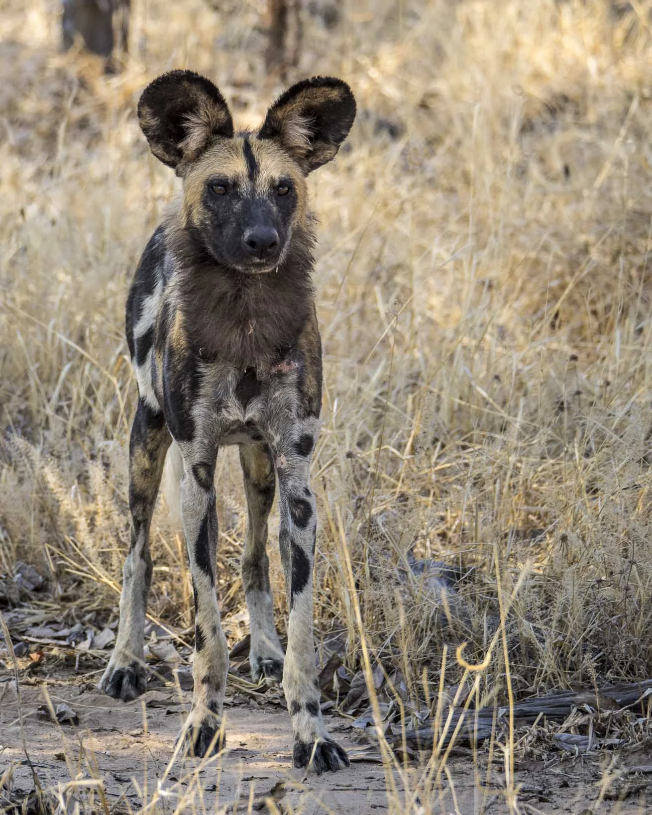 Wild Dog mighty.kraus-8.jpg