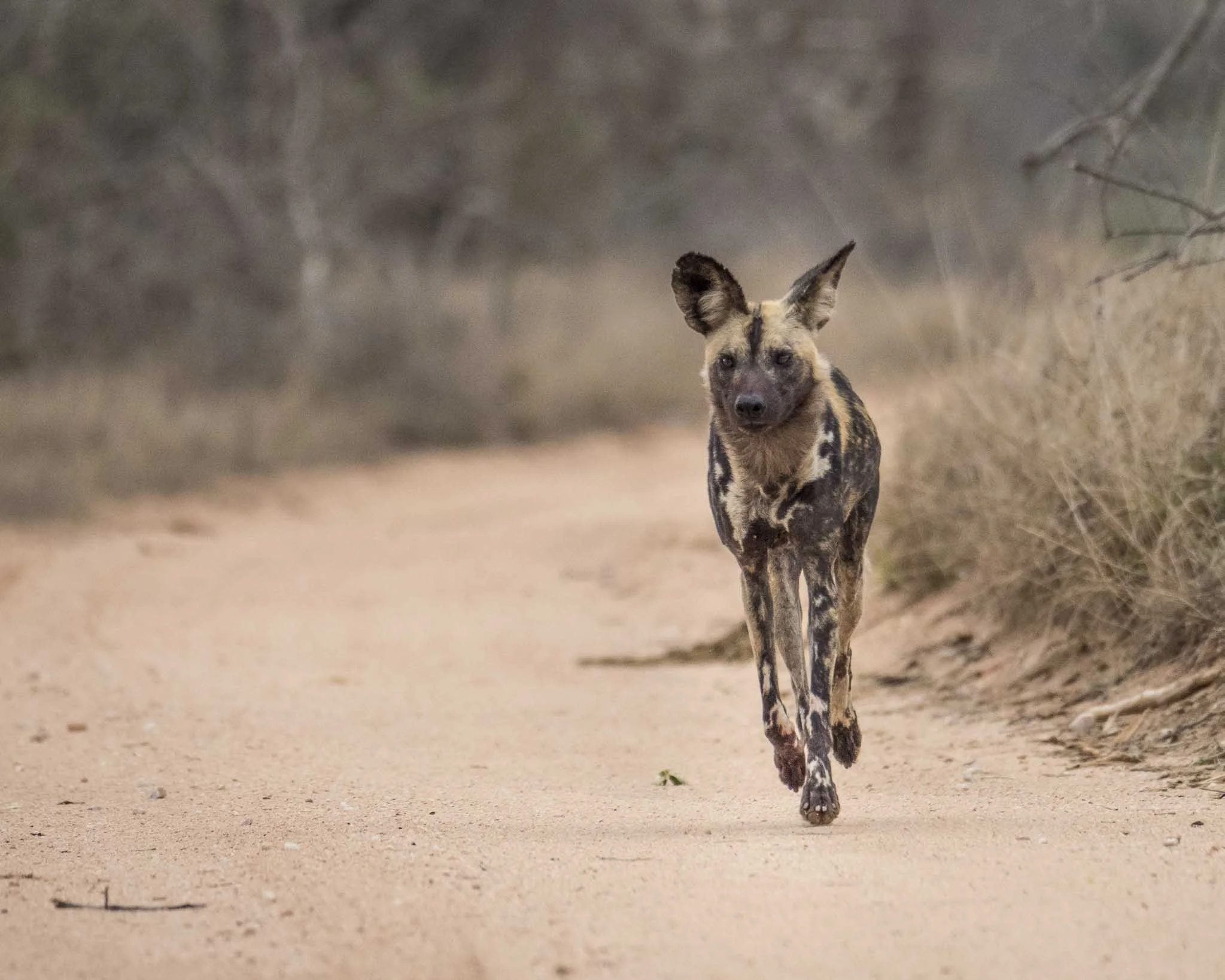 Wild Dog mighty.kraus-9.jpg