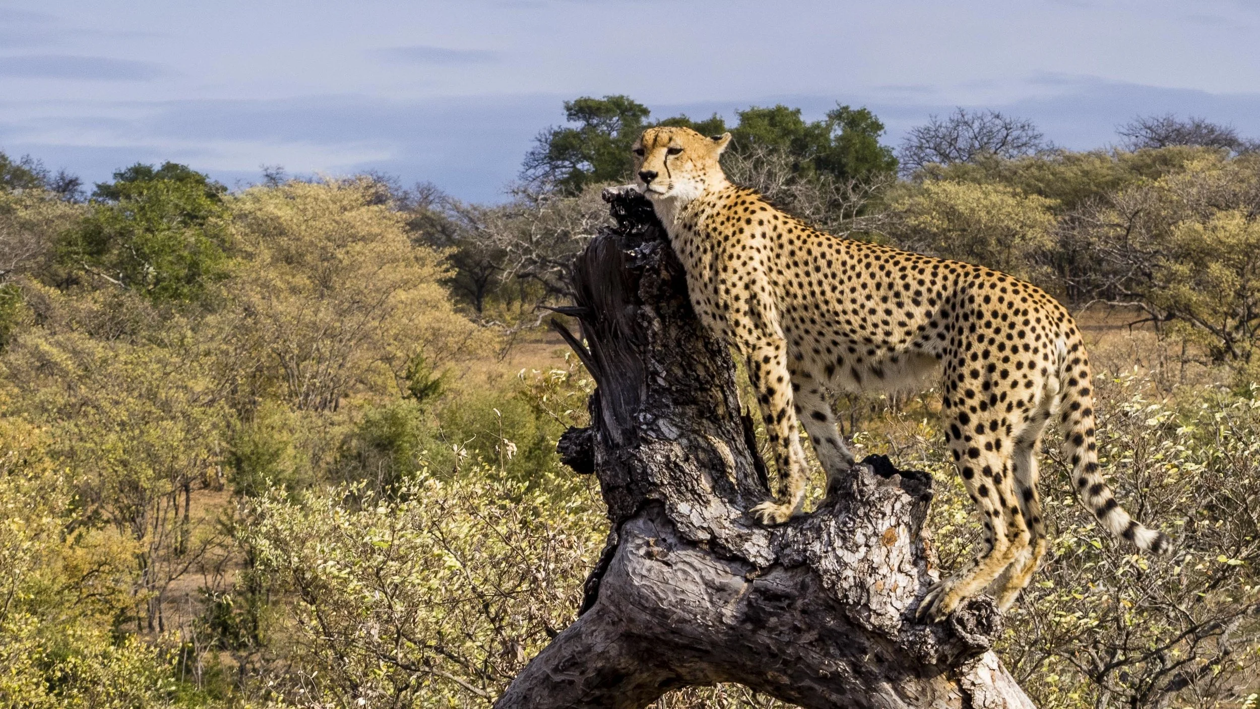 Cheetah mighty.kraus-1.jpg