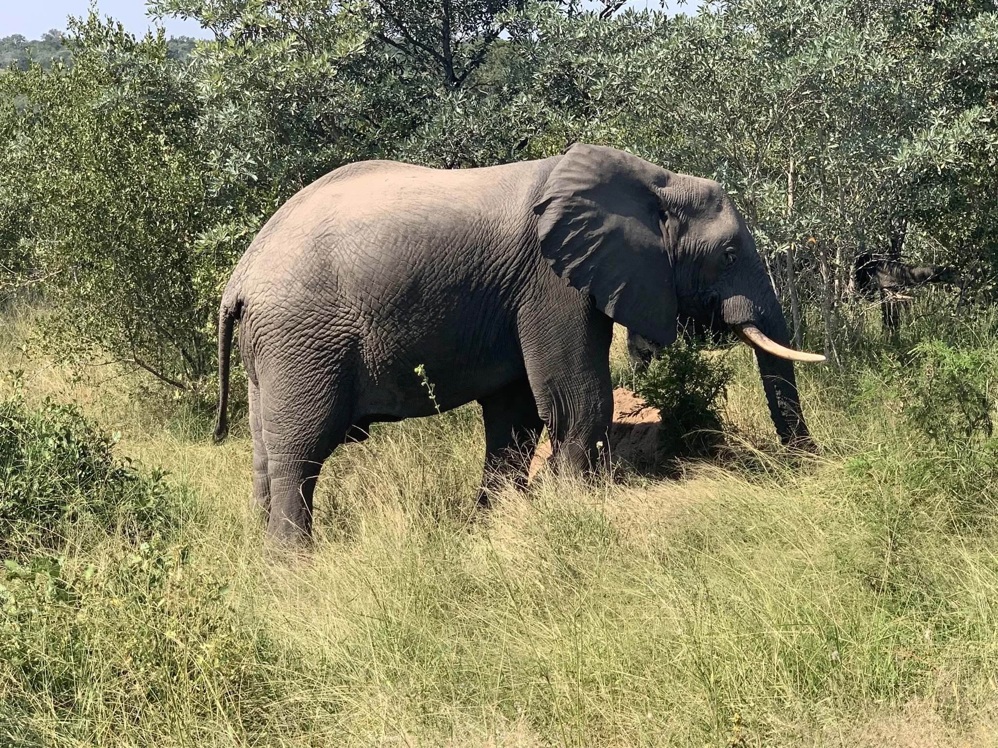 Destruction of wildlife and habitat in Kruger 