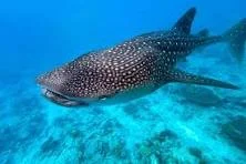 Whale Sharks - Meet the world's largest fish