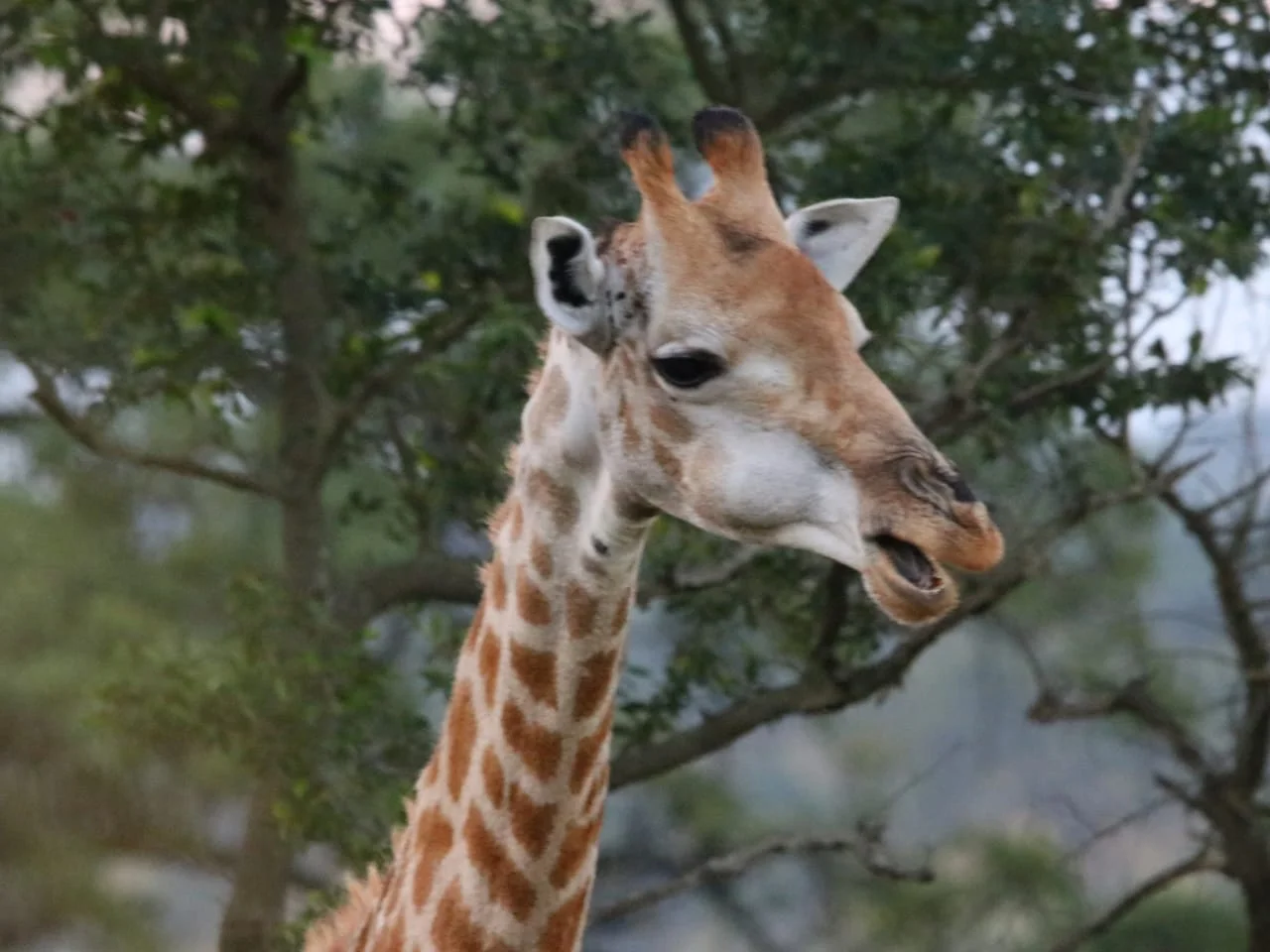 Kruger National Park – an animal lovers paradise