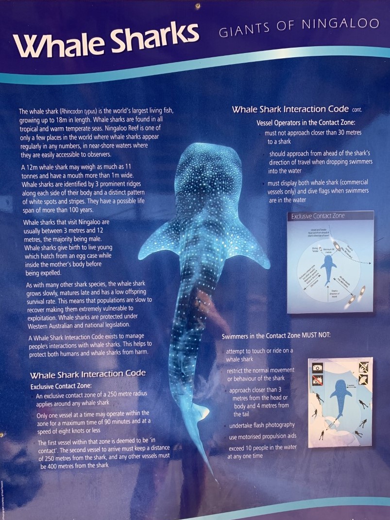 Whaleshark poster.jpg