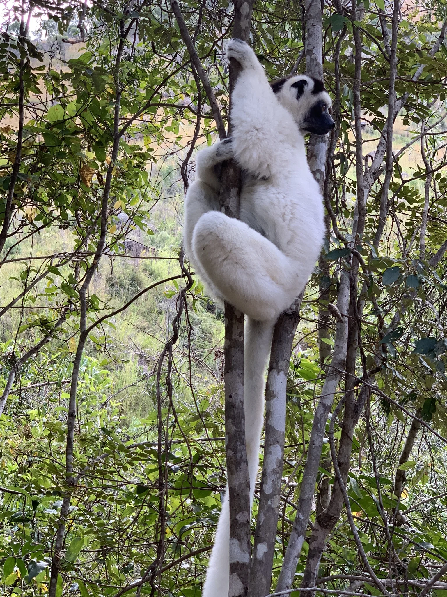 Madagascan Wildlife - Lemurs, Chameleons and much more 