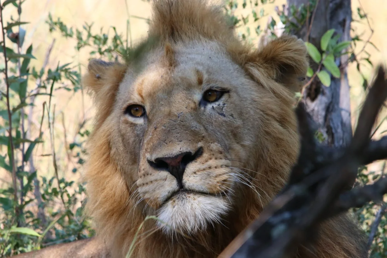 The Amazing Big Cats of Kruger National Park