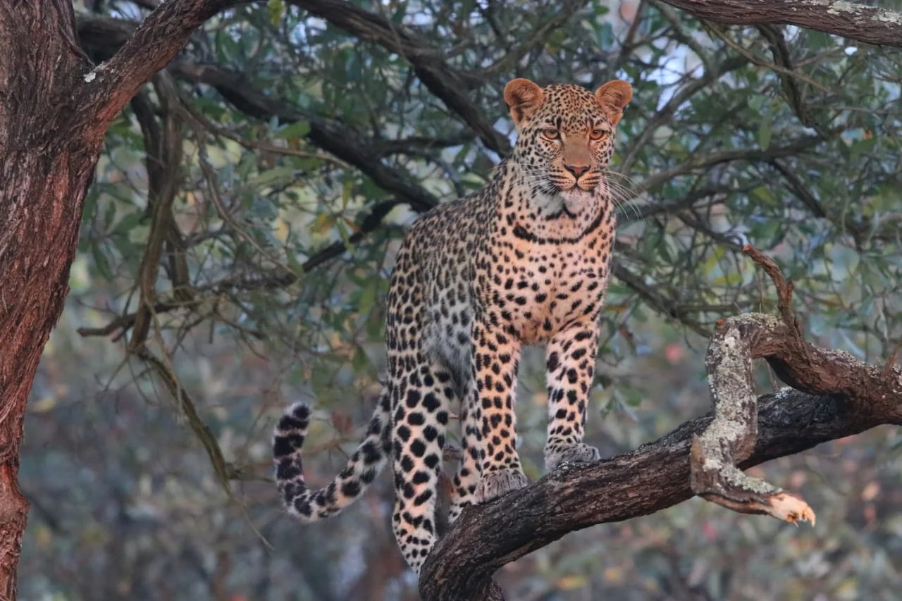 Our final day in the Kruger - Leopard sighting