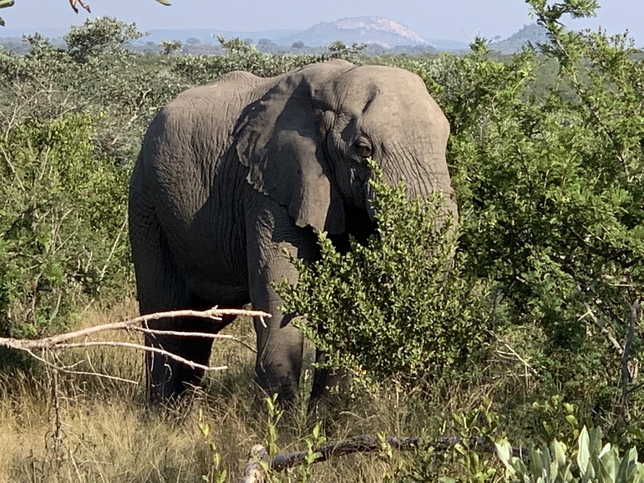 Elephant eating the bushes.jpg