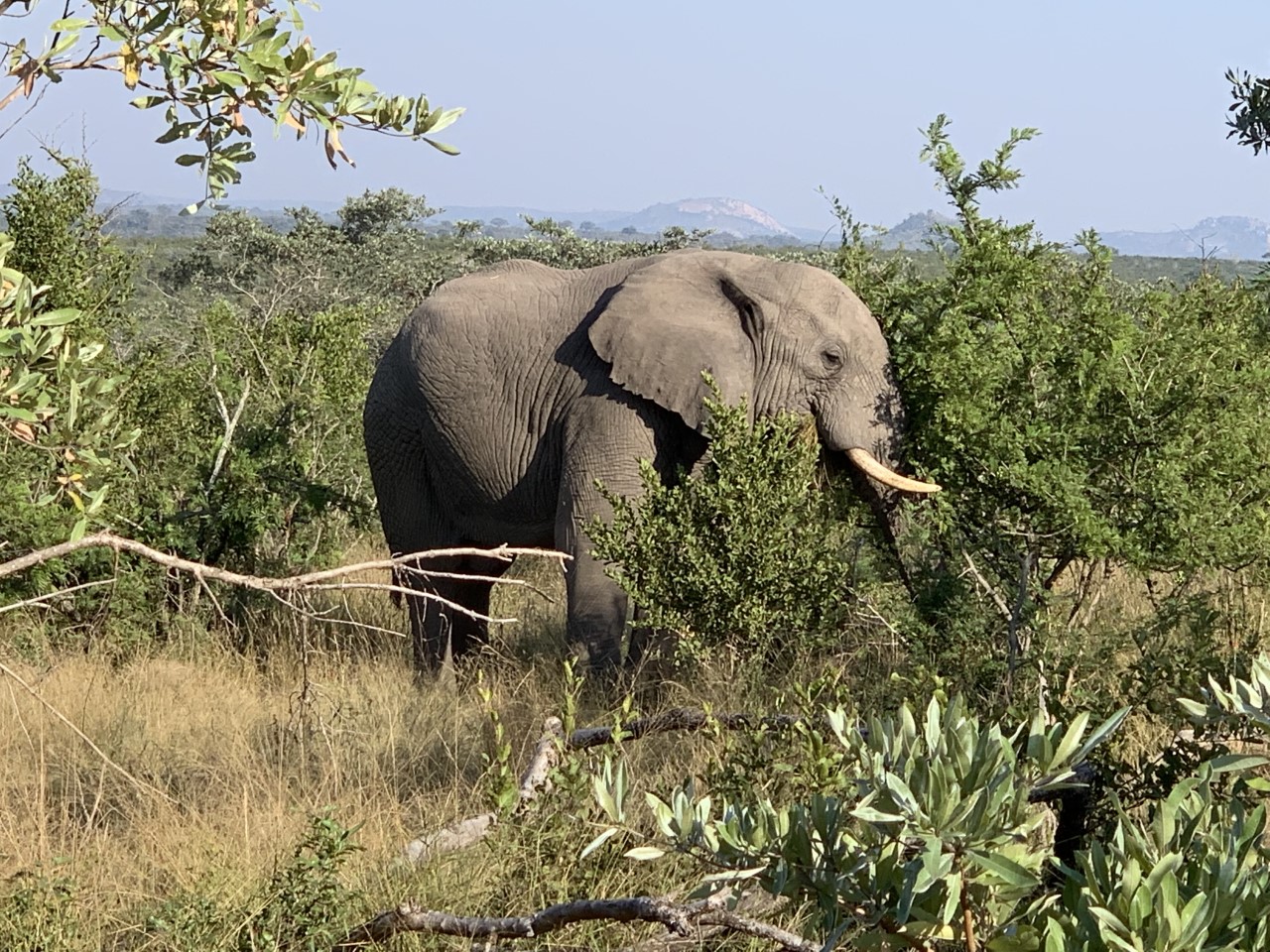 Side view of elephant eating the bushes.jpg