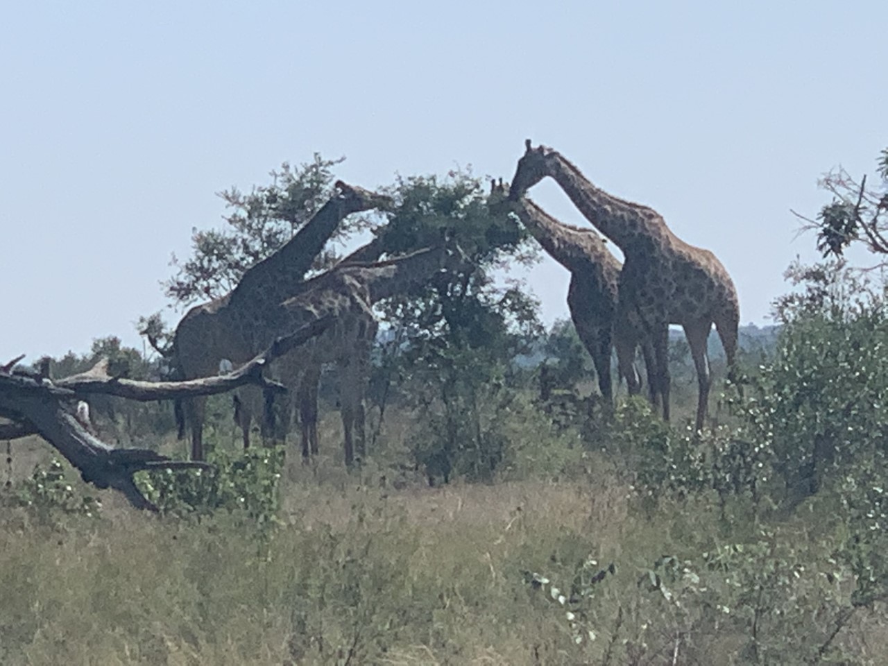 Journey of giraffes.jpg