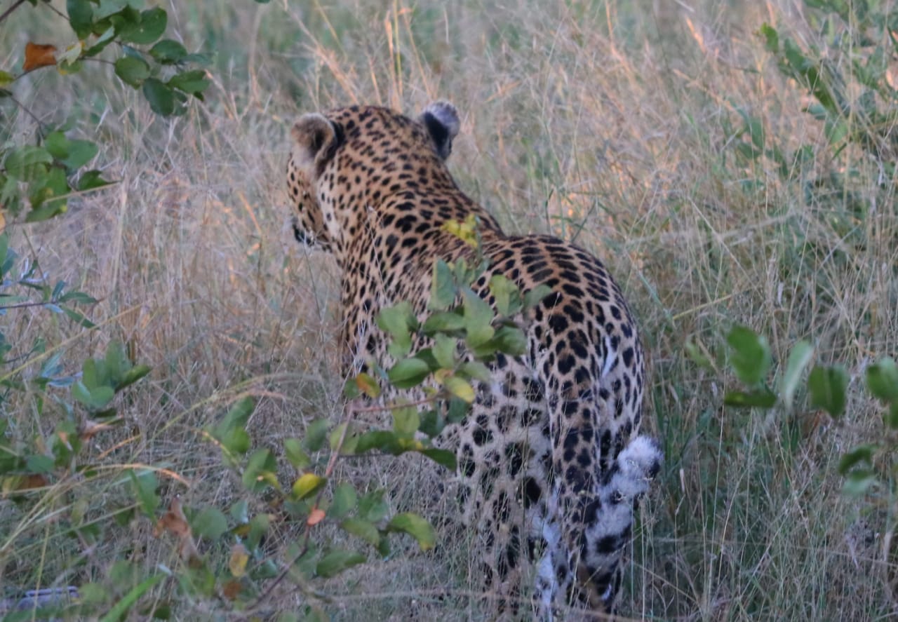 Leopard mum walking away.JPG