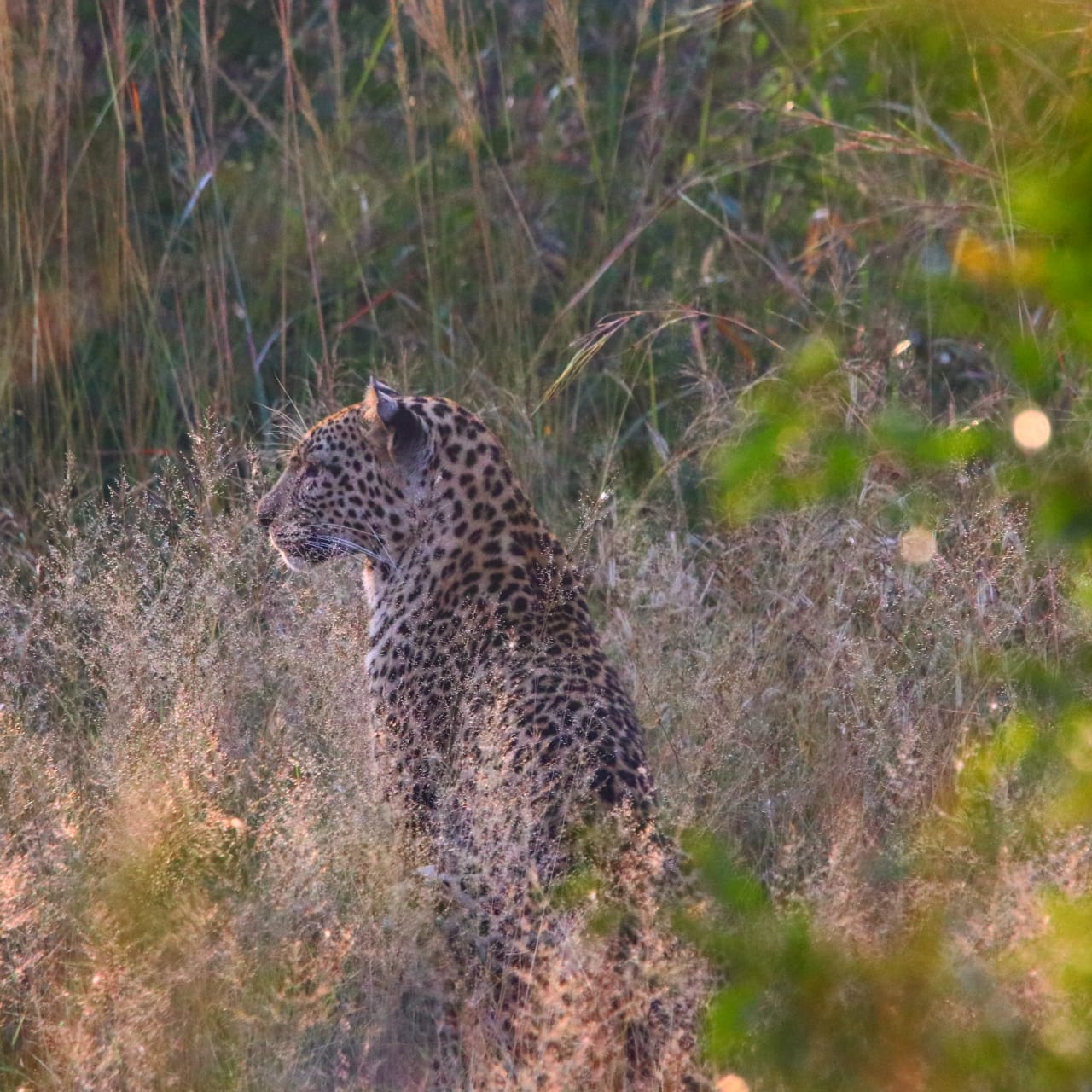Leopard in shrub.JPG