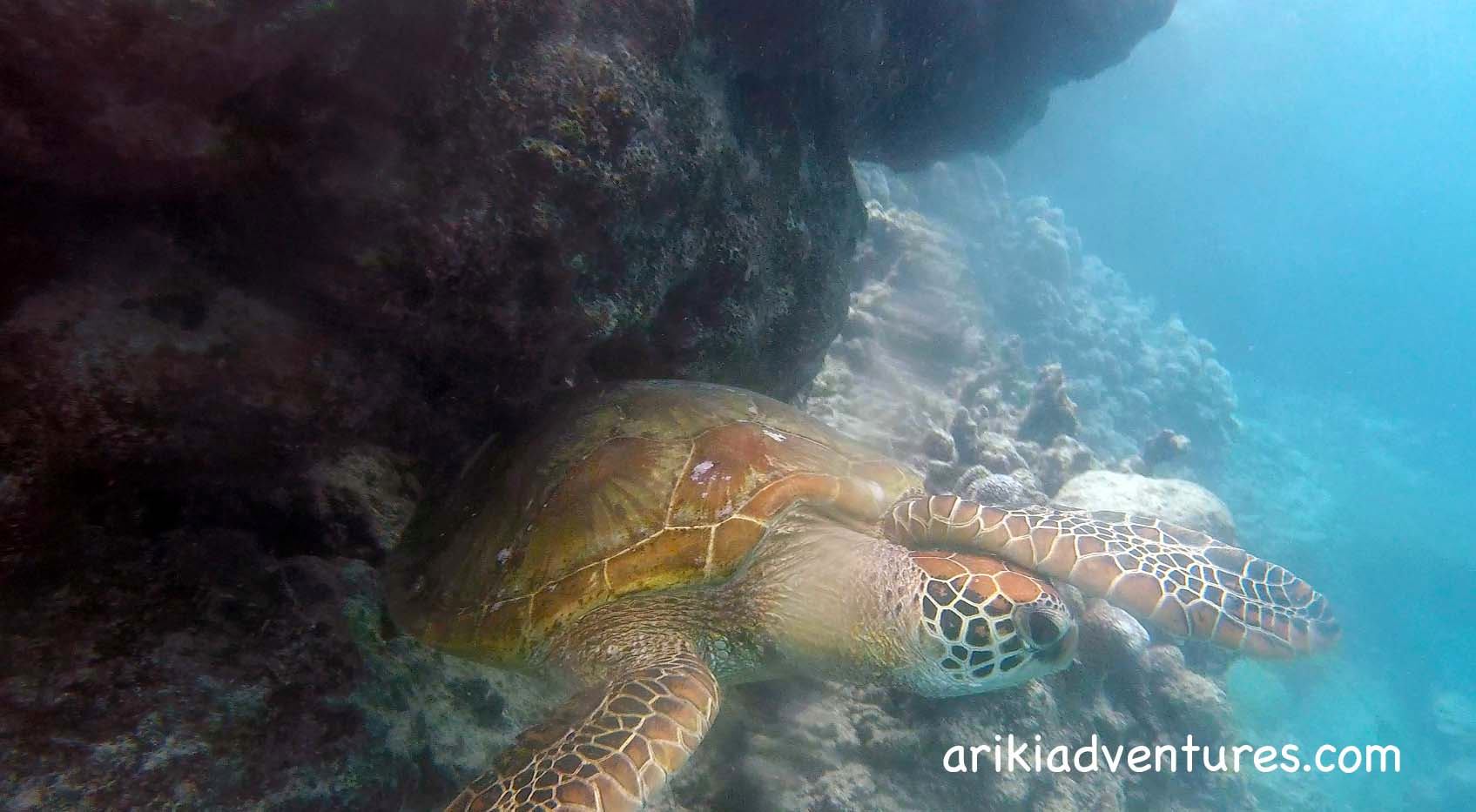 Turtle hiding under coral ledge - 17th July 2019.jpg